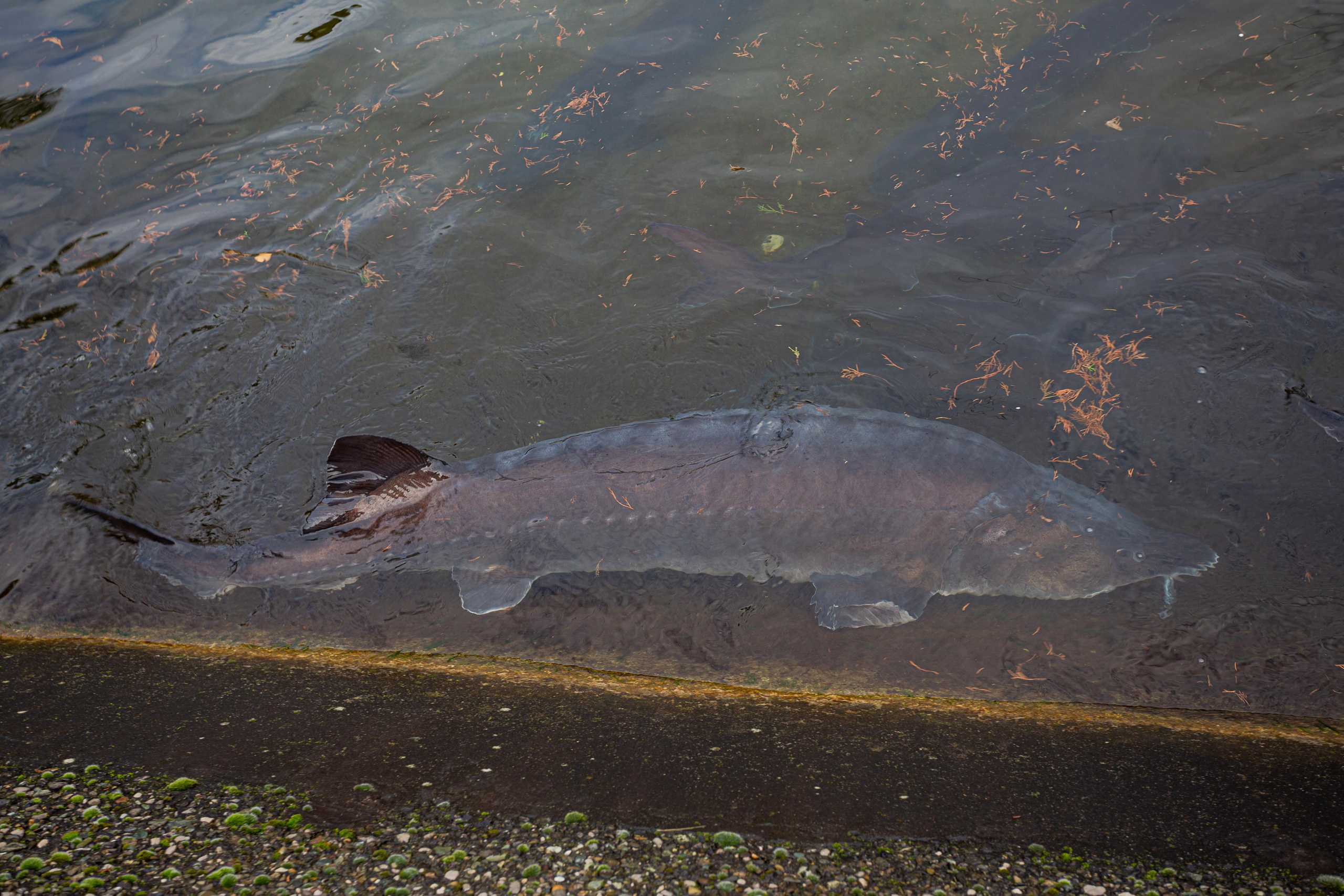 Форелевое хозяйство в Адлере. Photographer Sonkina Tatiana (Tanya Ash)