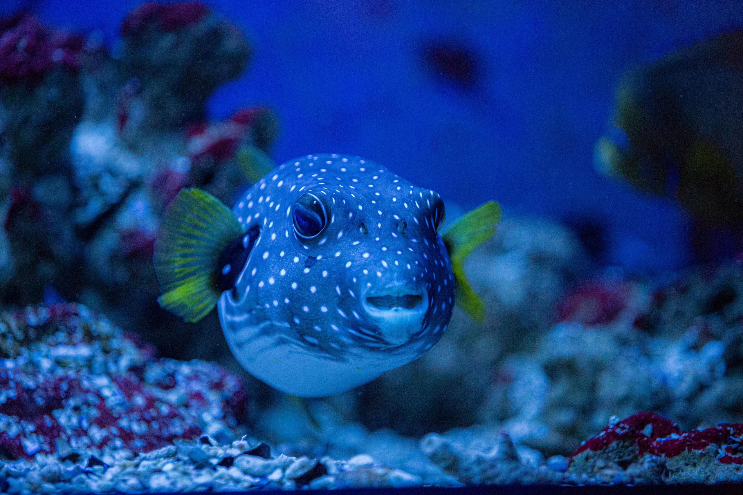 Аквариум и Морской зоопарк. Photographer Sonkina Tatiana (Tanya Ash)