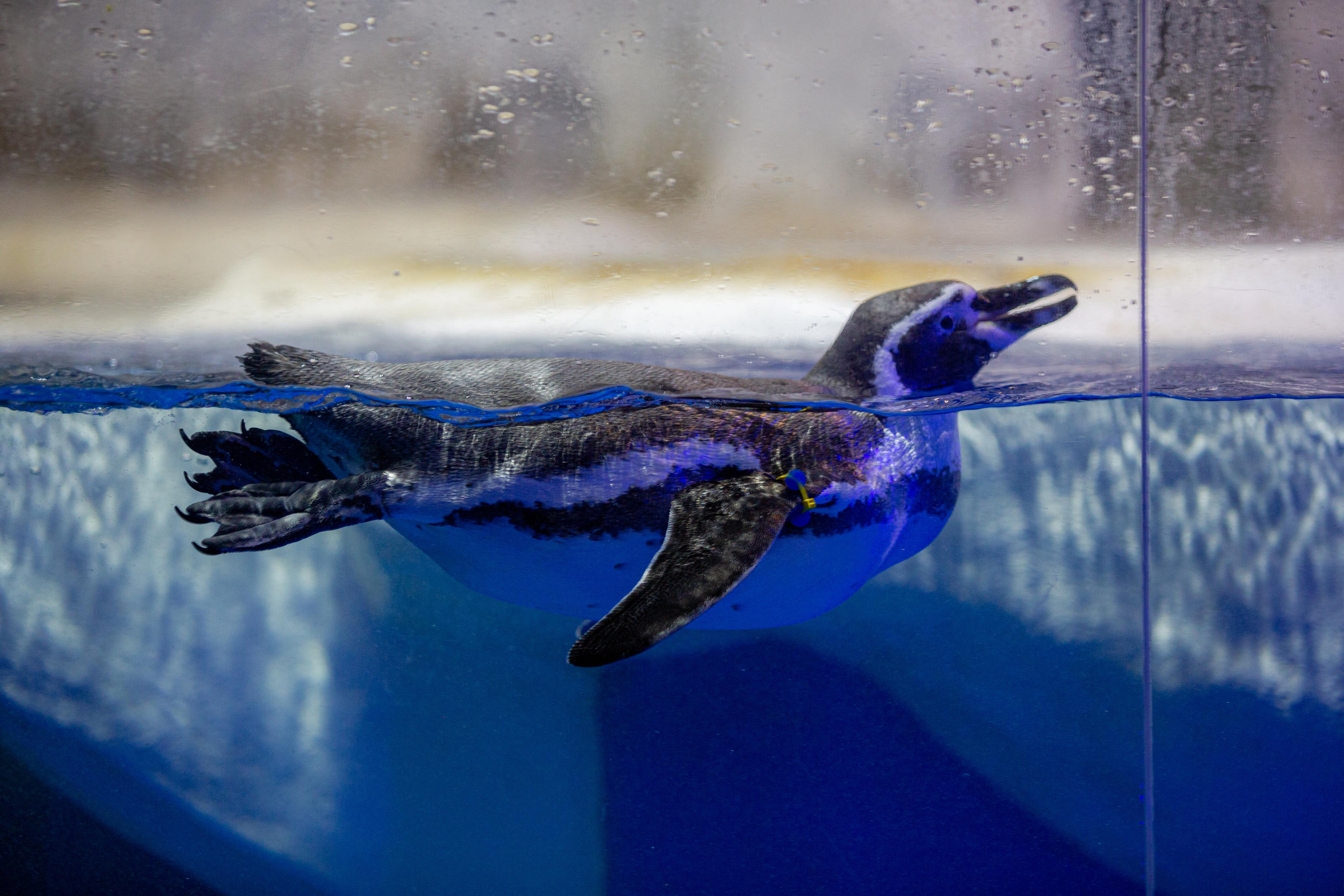 Пингвинарий «Ривьера». Photographer Sonkina Tatiana (Tanya Ash)