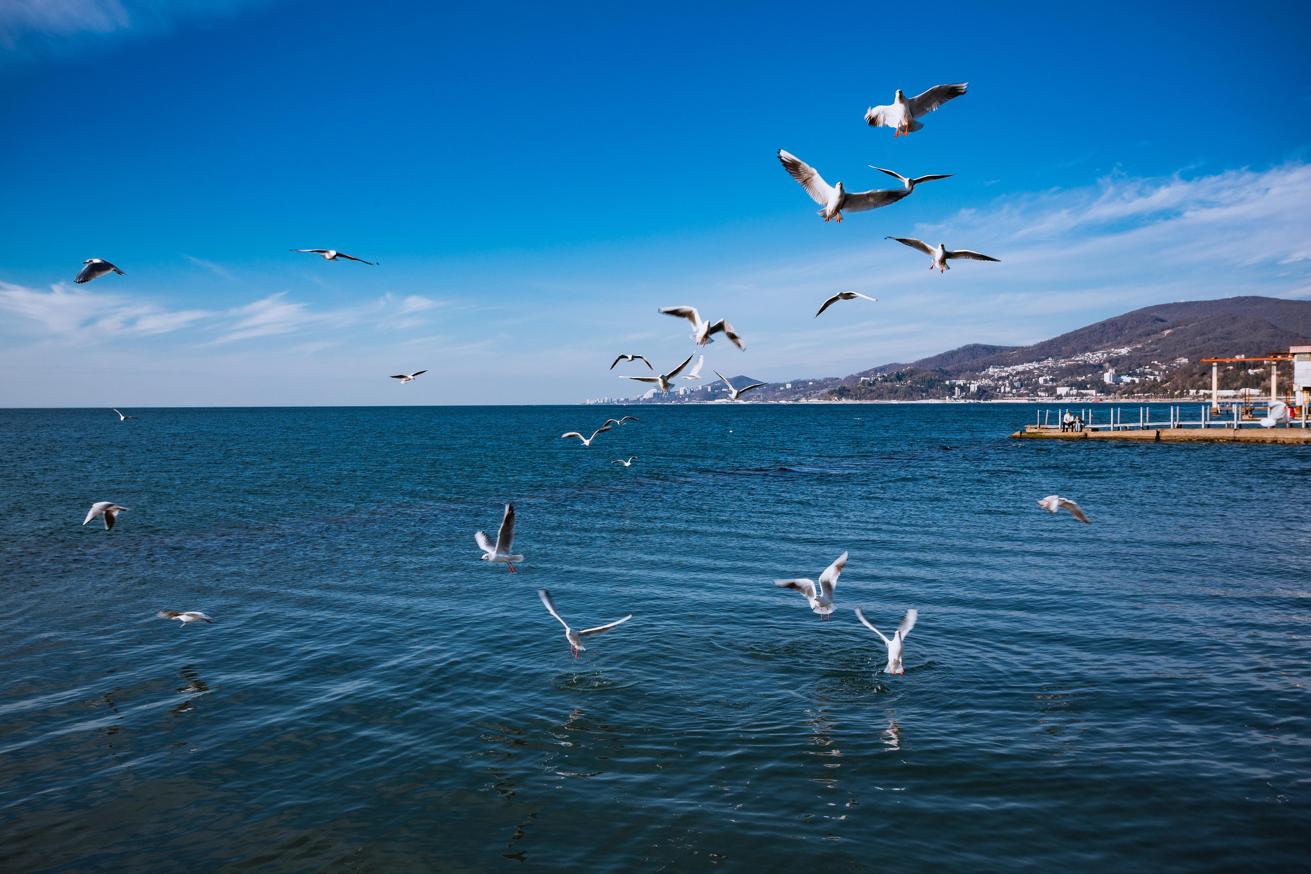 Адлер. Фотограф Сонкина Татьяна