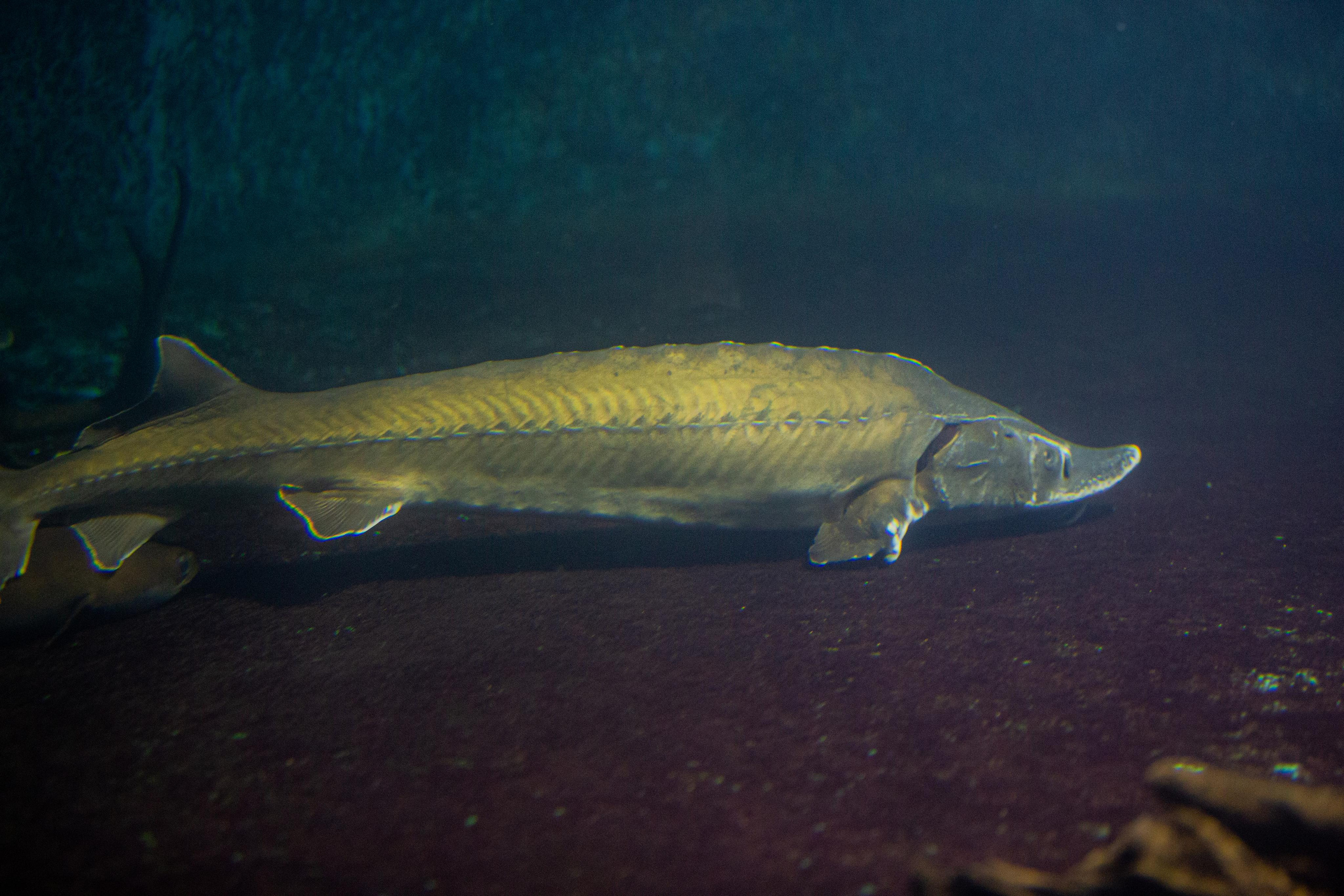 Аквариум и Морской зоопарк. Photographer Sonkina Tatiana (Tanya Ash)