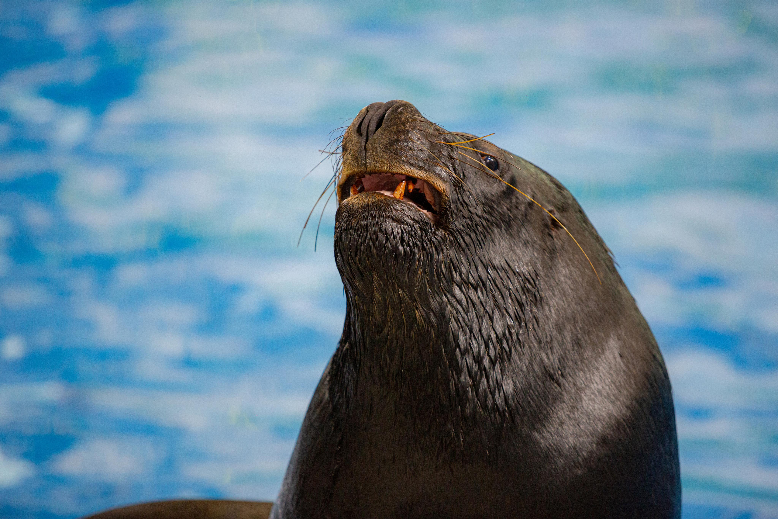 Dolphinarium “Riviera”. Photographer Sonkina Tatiana (Tanya Ash)
