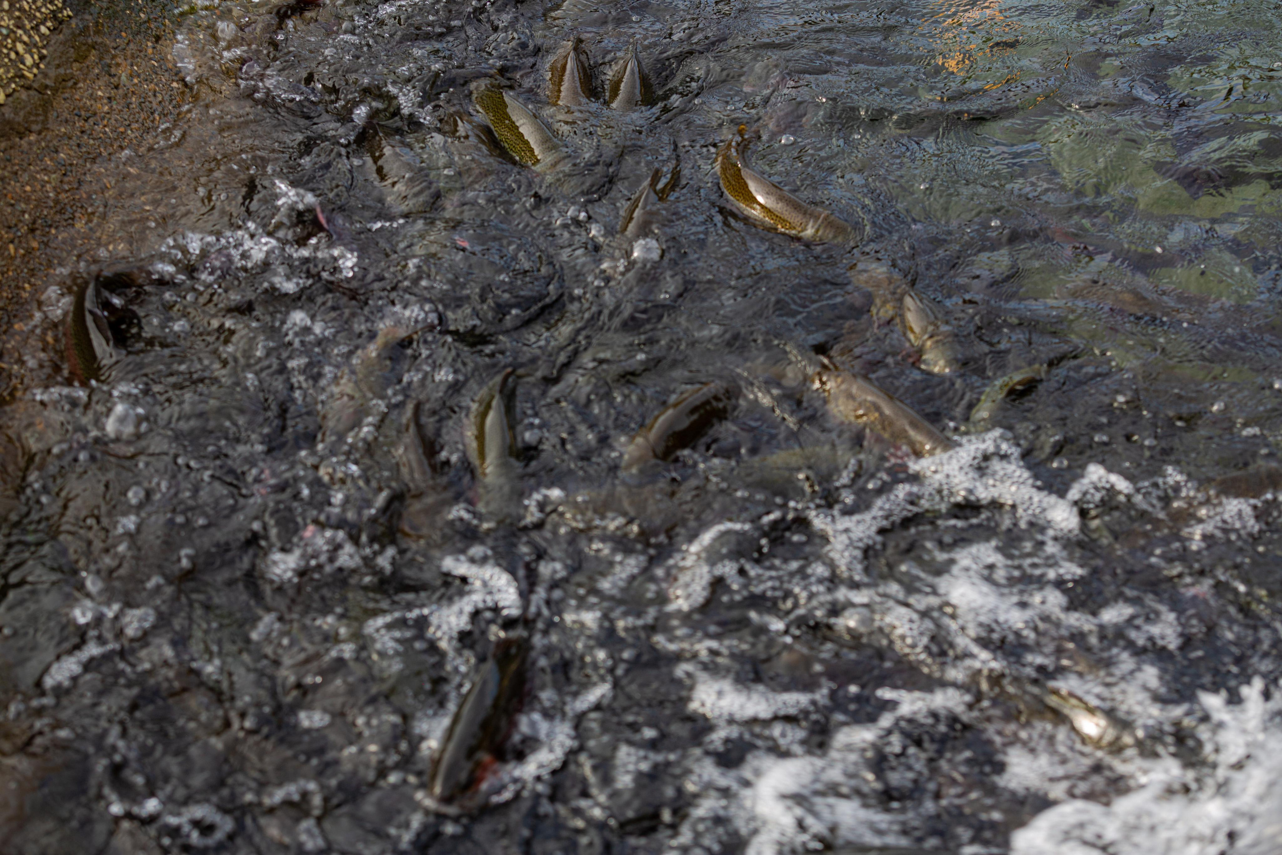 Форелевое хозяйство в Адлере. Photographer Sonkina Tatiana (Tanya Ash)