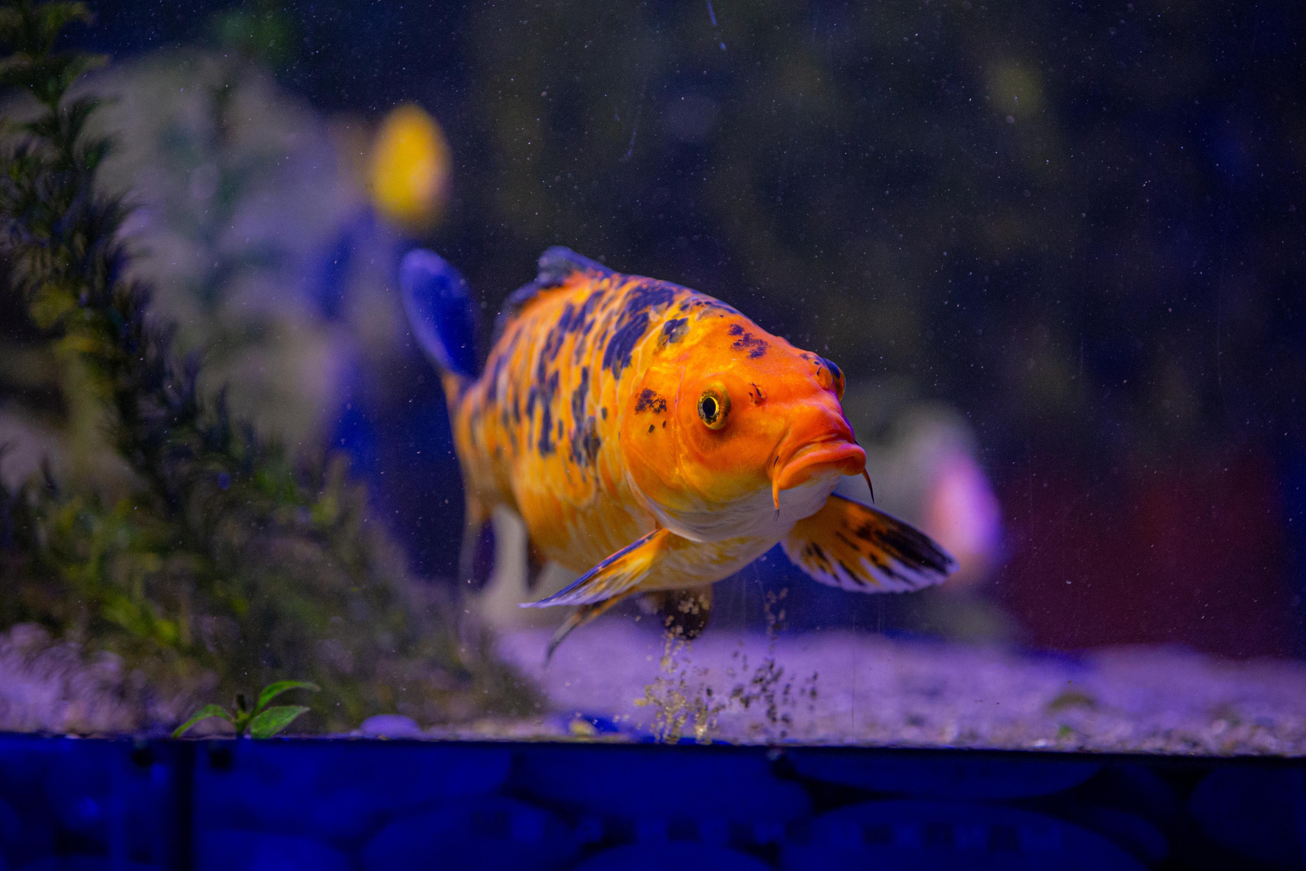 Аквариум и Морской зоопарк. Photographer Sonkina Tatiana (Tanya Ash)