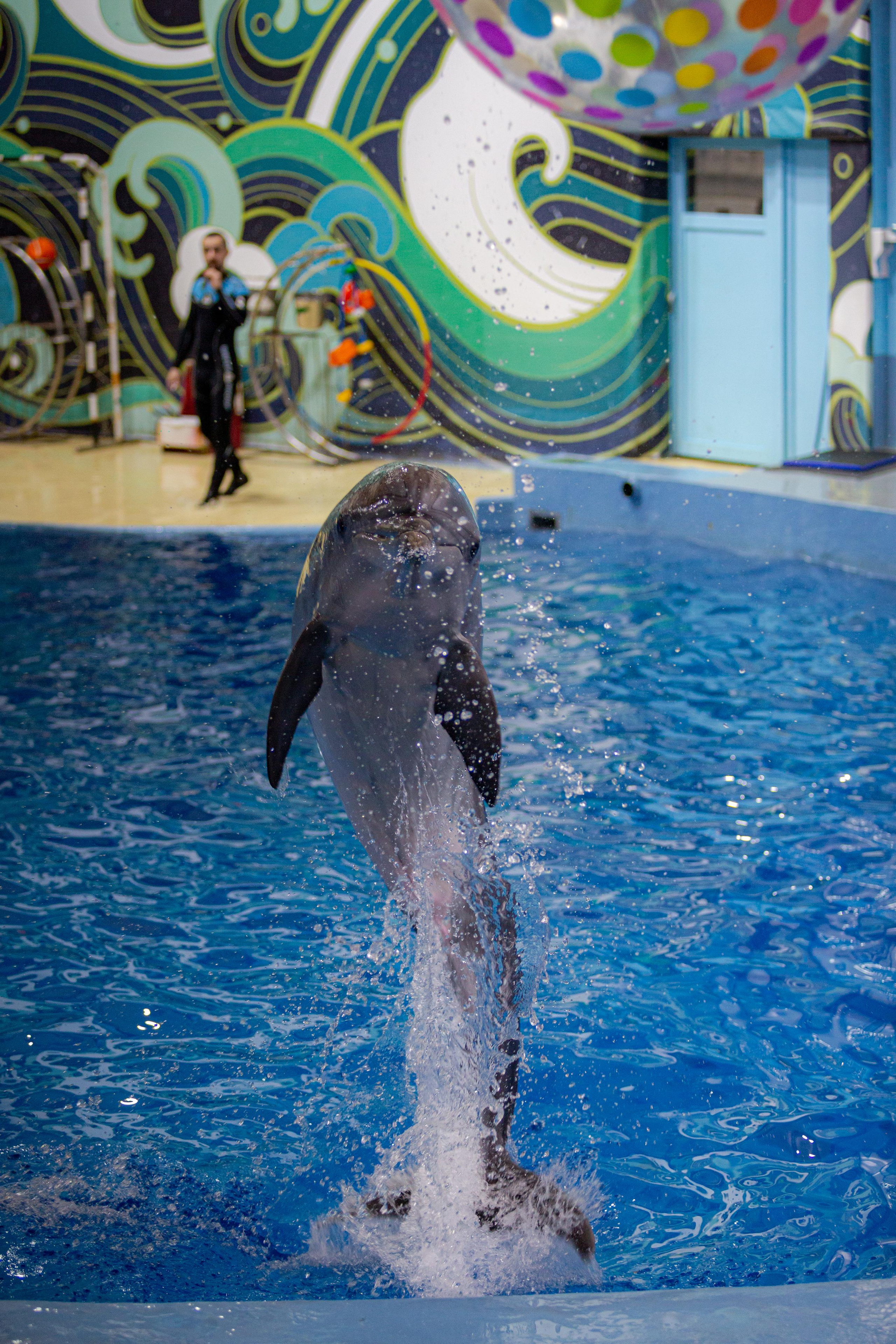 Dolphinarium “Riviera”. Photographer Sonkina Tatiana (Tanya Ash)