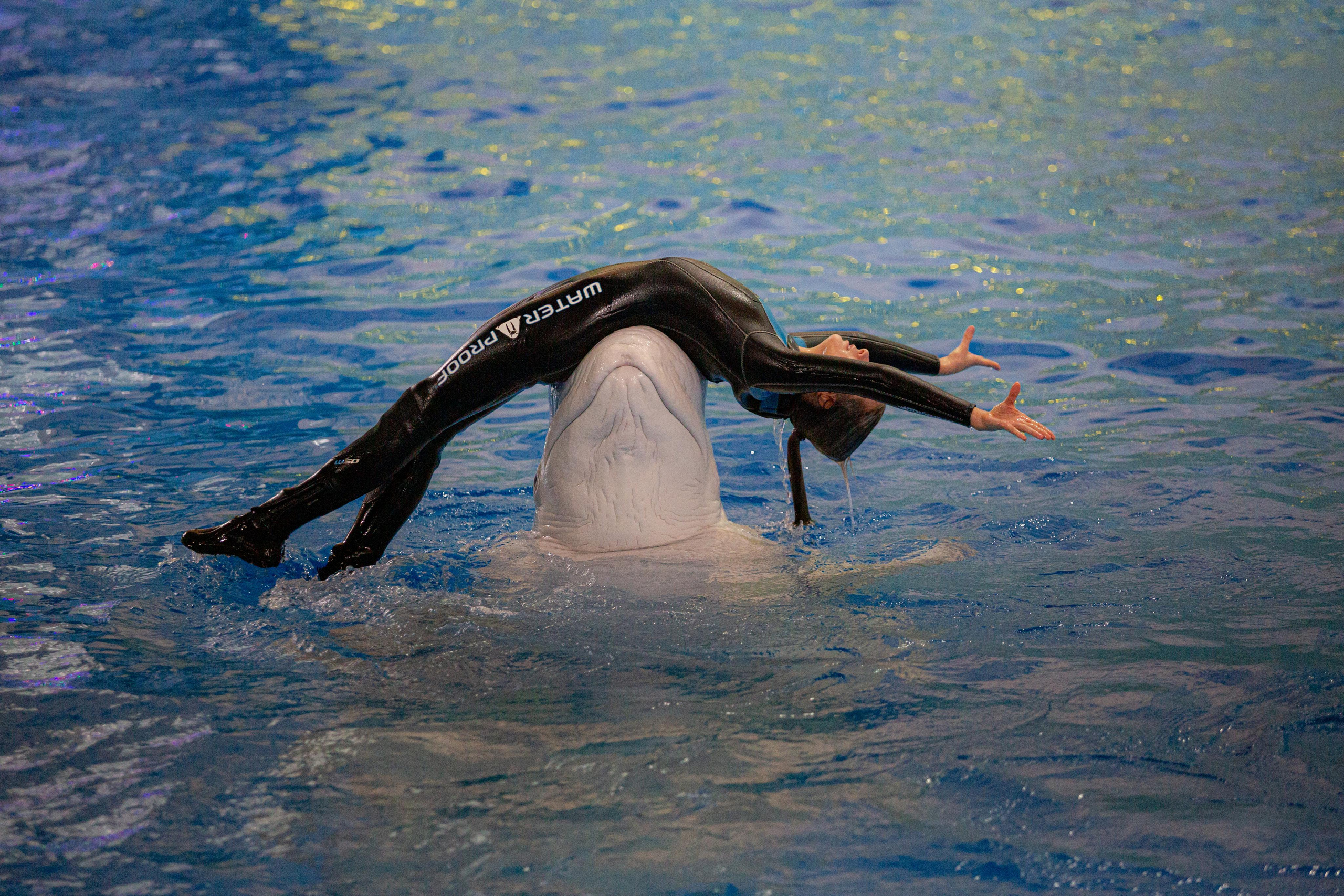 Dolphinarium “Riviera”. Photographer Sonkina Tatiana (Tanya Ash)