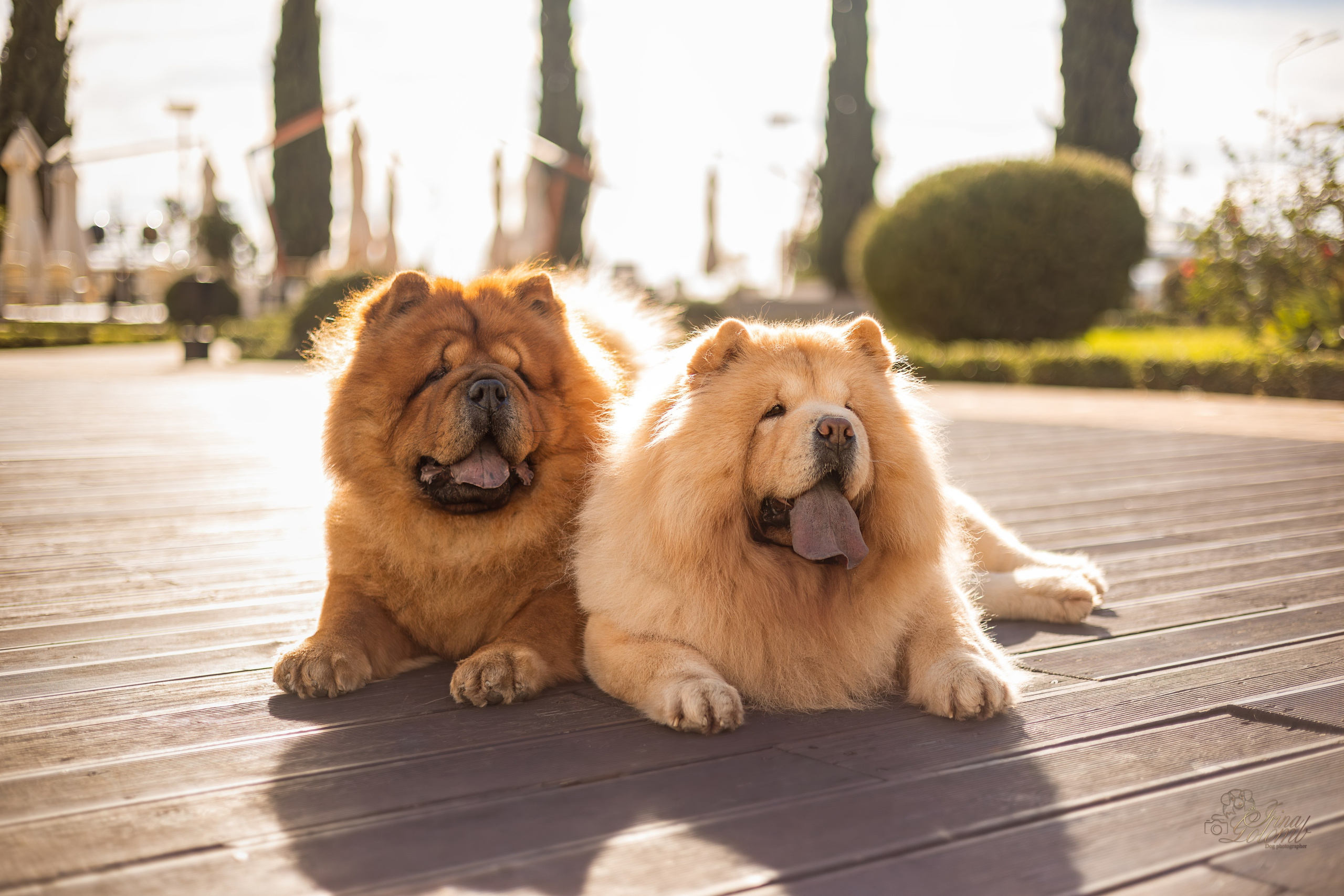 Дана и Макс, Чау-чау. Ирина Голомб|Фотограф-анималист в  Сочи и Калининграде