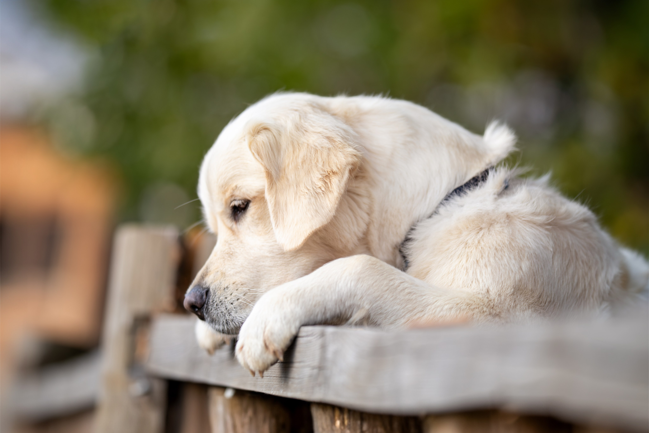 Асти, Делфи и Фреска, Голден Ретриверы. Ирина Голомб|Фотограф-анималист в  Сочи и Калининграде