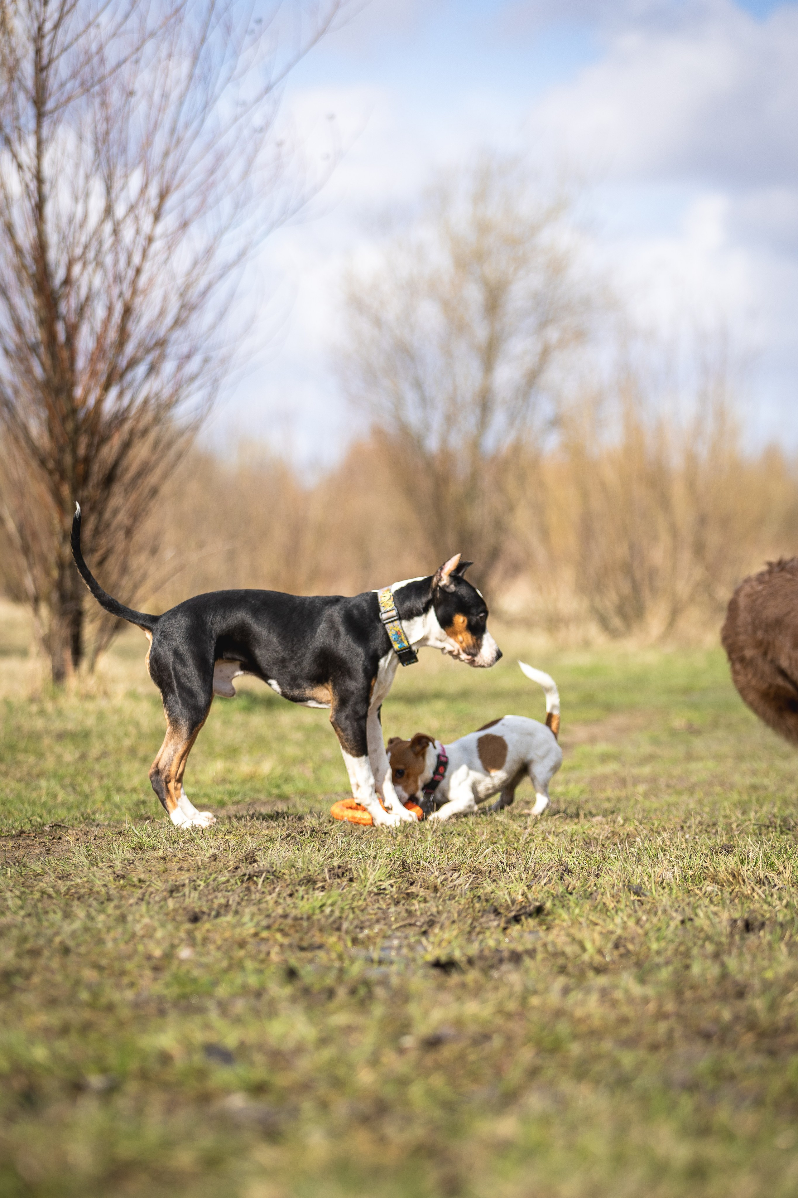 Догтуса 24.03.2024. Ирина Голомб|Фотограф-анималист в  Сочи и Калининграде