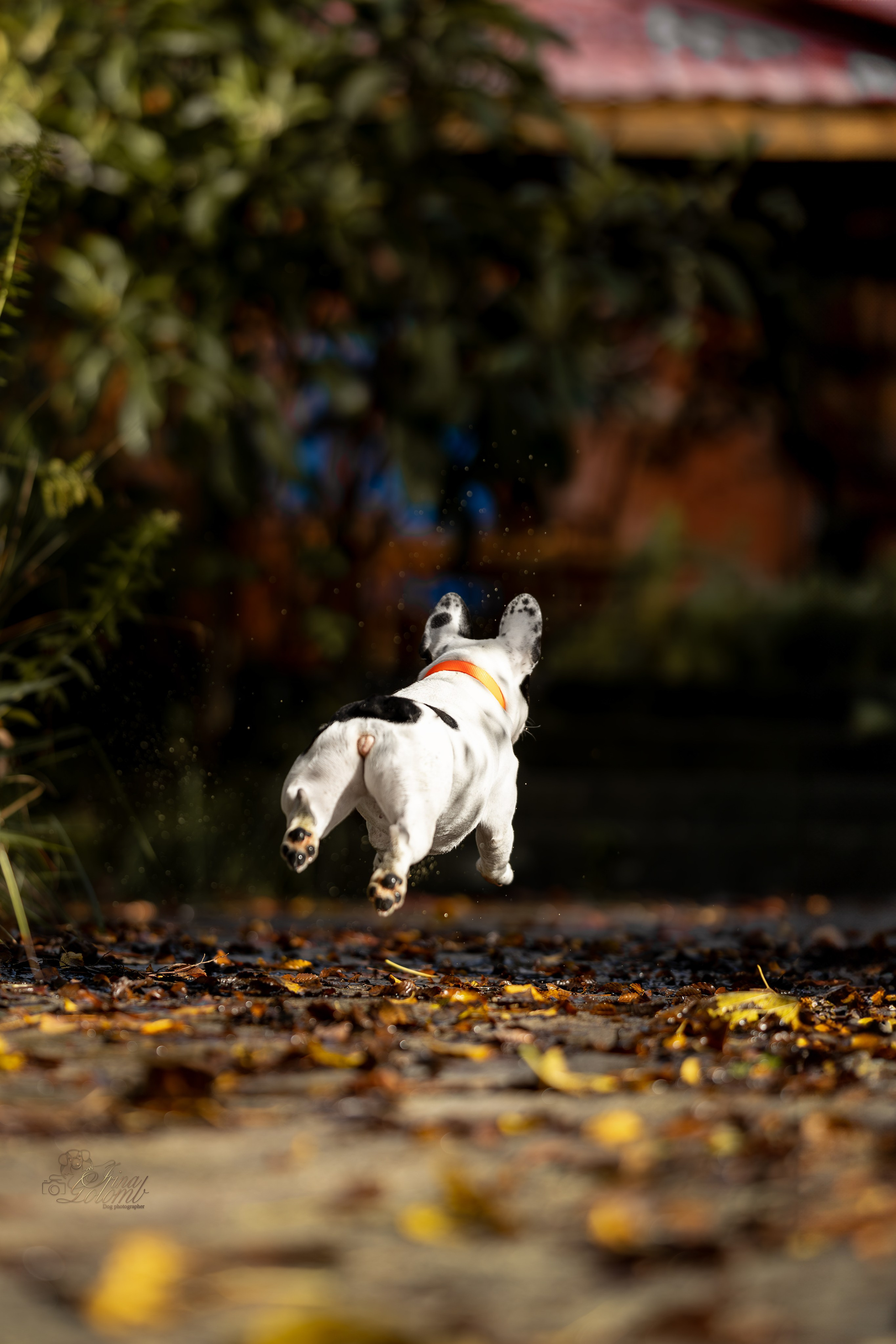 Французский Бульдог Инди. Ирина Голомб|Фотограф-анималист в  Сочи и Калининграде
