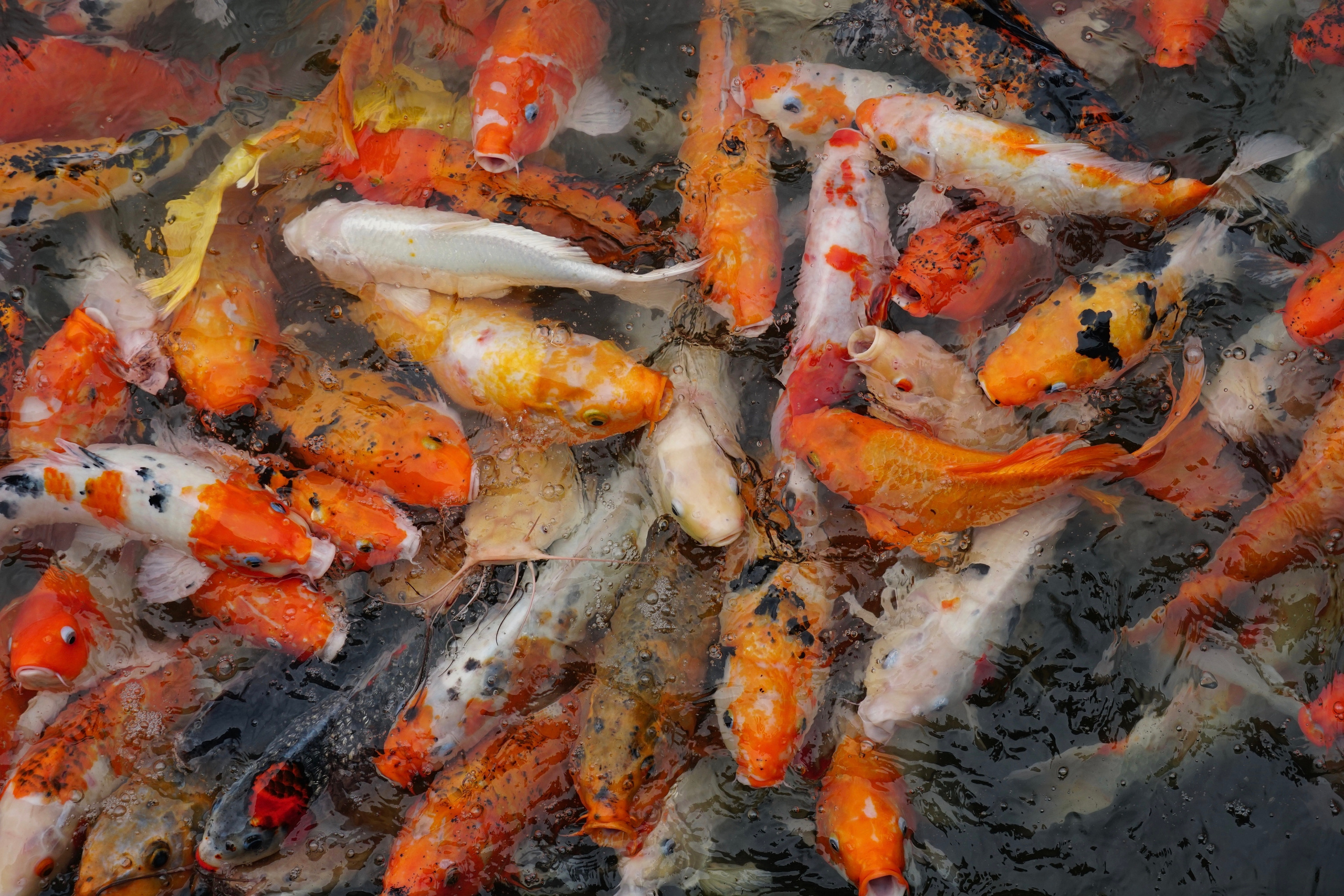 Фотограф и видеограф в Стокгольме — Любовь Лангер
