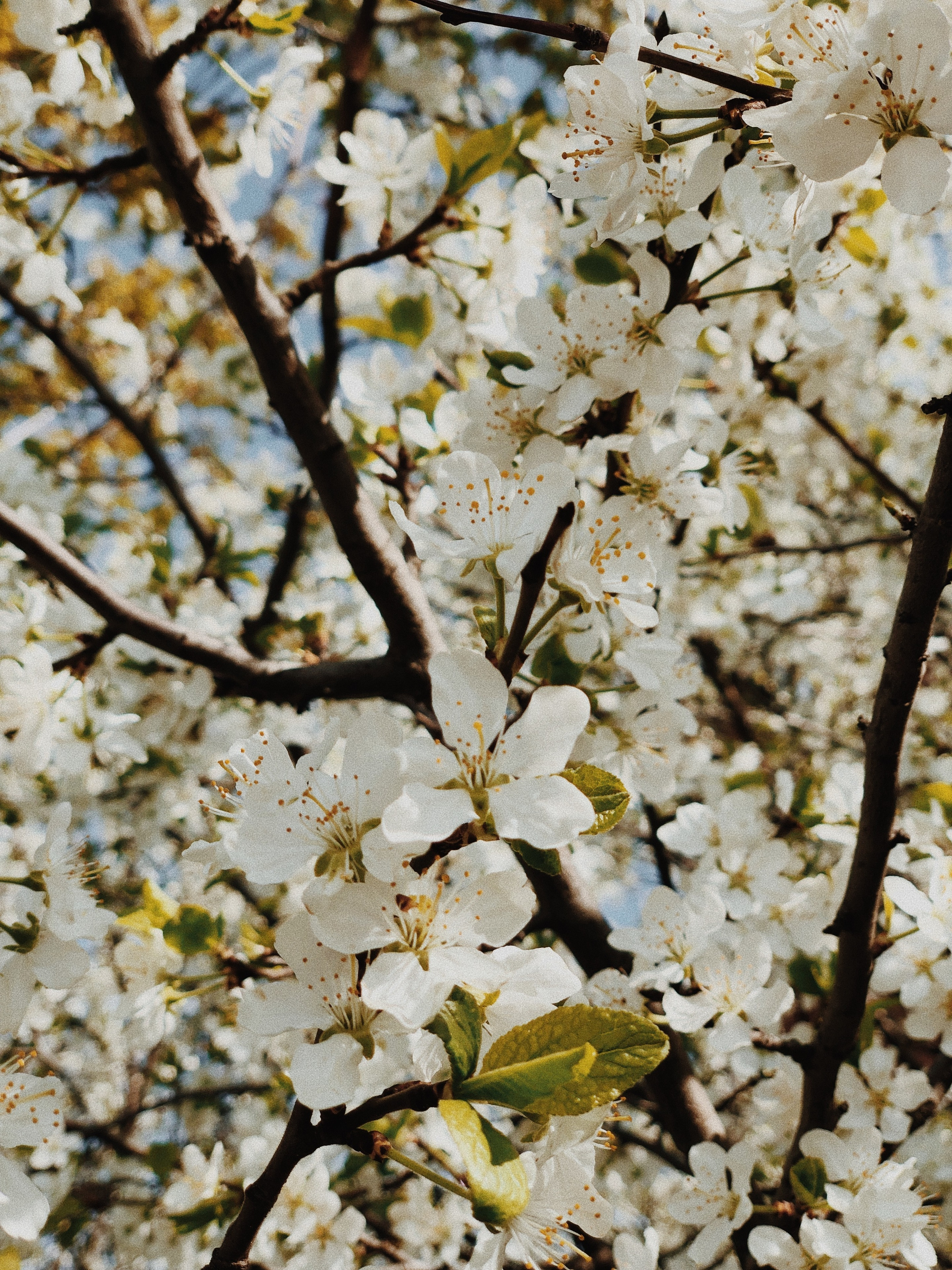 Природа. Фотограф и видеограф в Стокгольме — Любовь Лангер