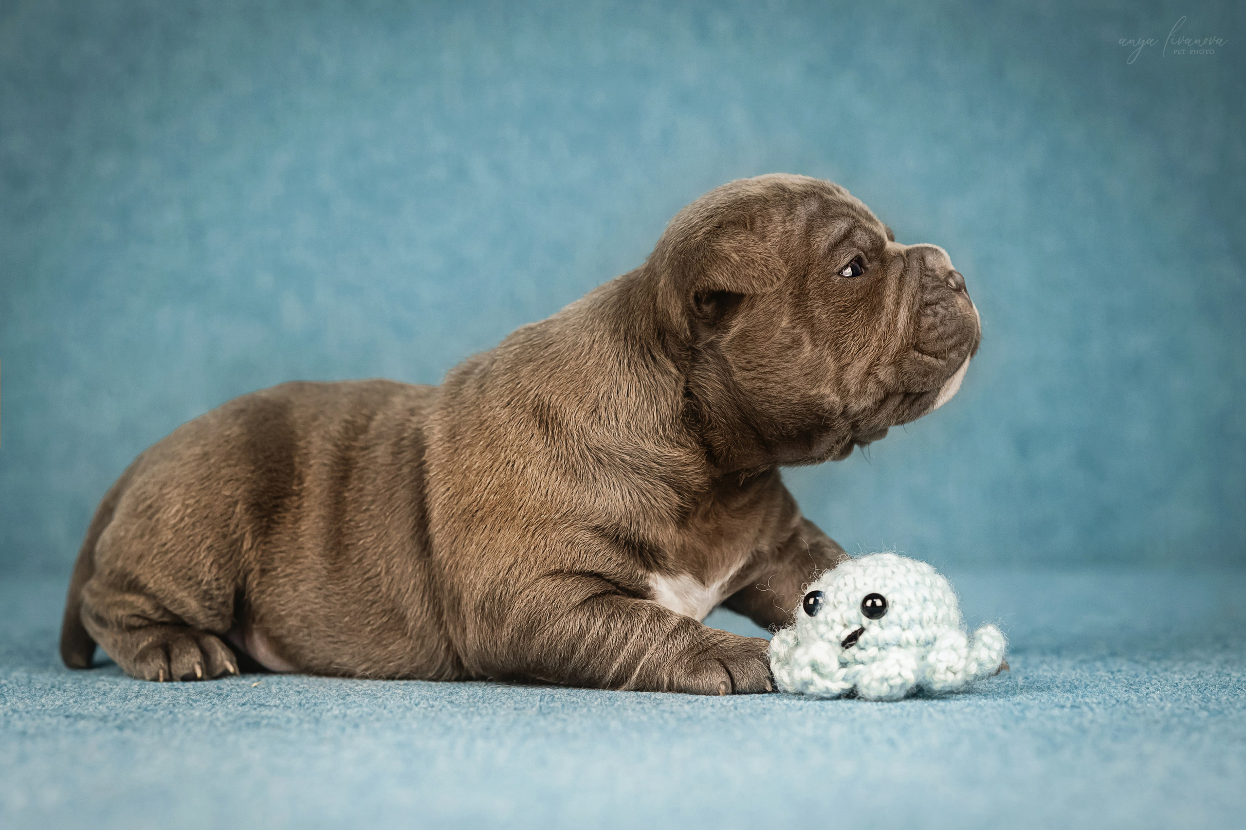 Амбулли. Фотограф анималист Аня Ливанова | Рыбинск