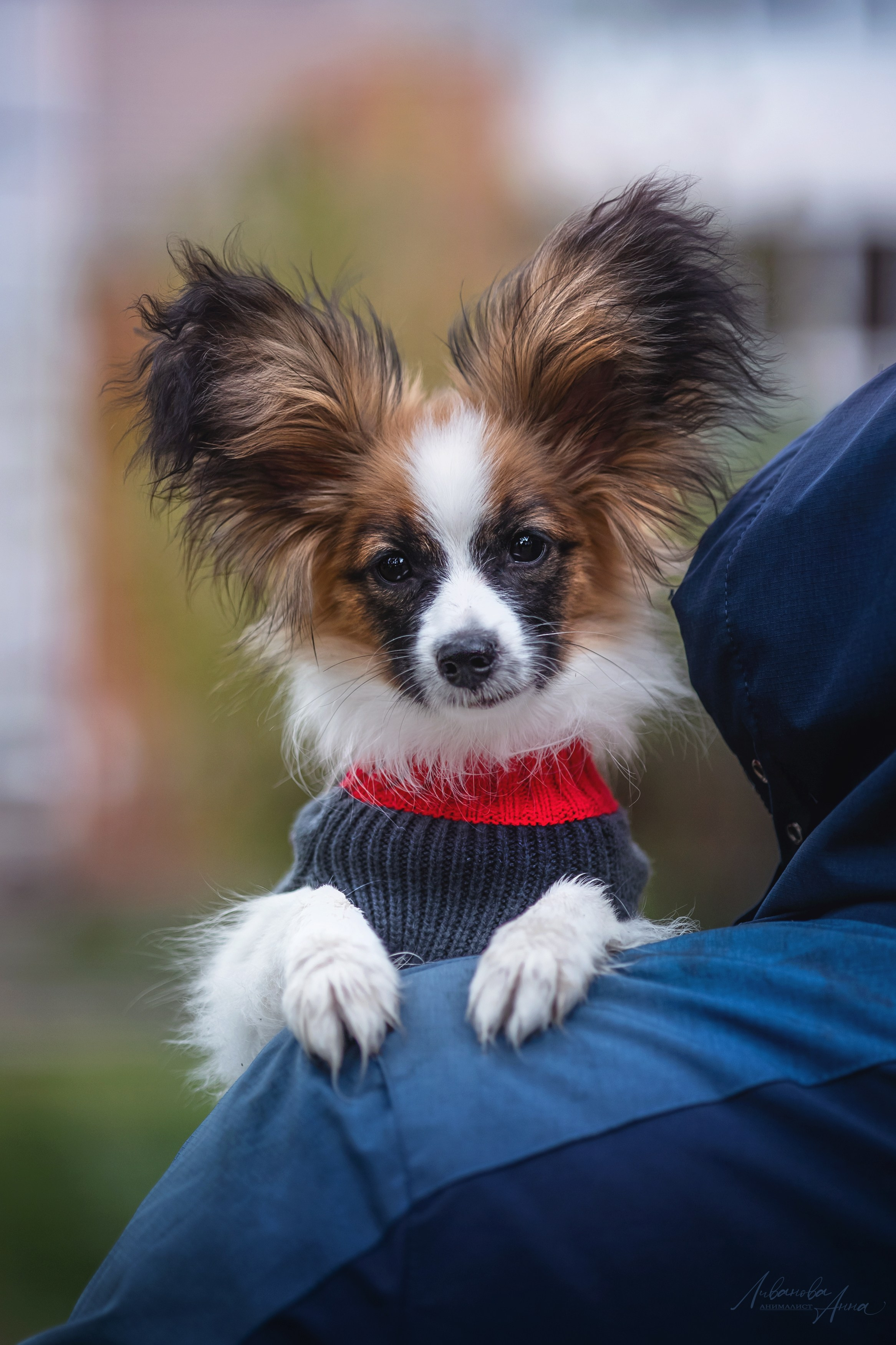 Хьюстон. Фотограф анималист Аня Ливанова | Рыбинск