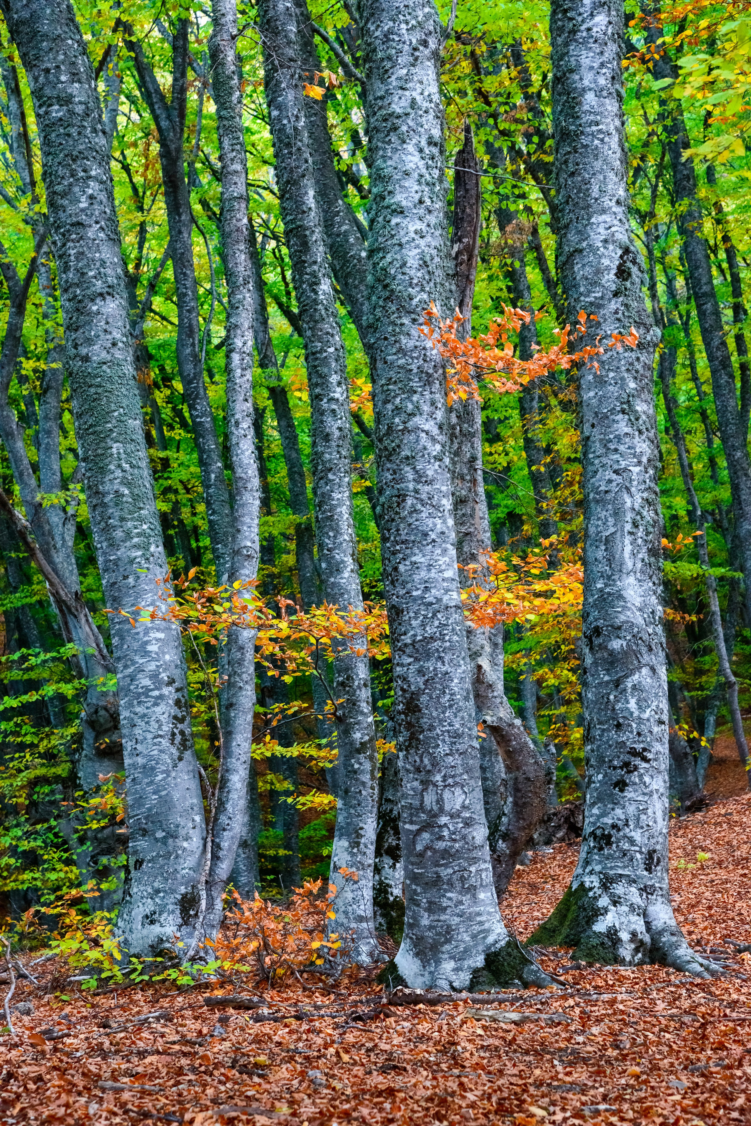 Путешествие по южному берегу Крыма в начале осени. Пейзажный фотограф Сергей Пестерев. Фото природы