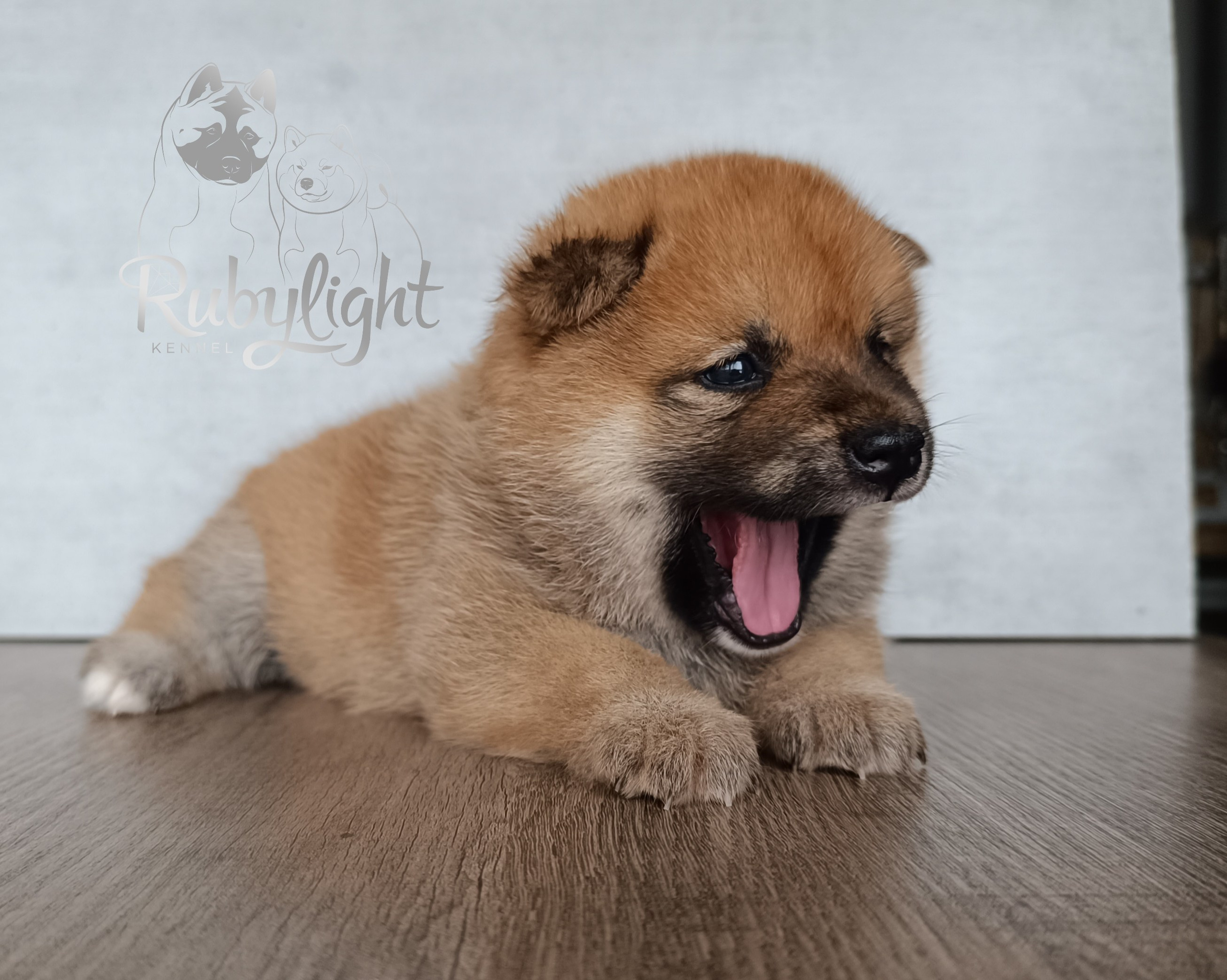 Сиба Rubylight Everest питомник Рубилайт 