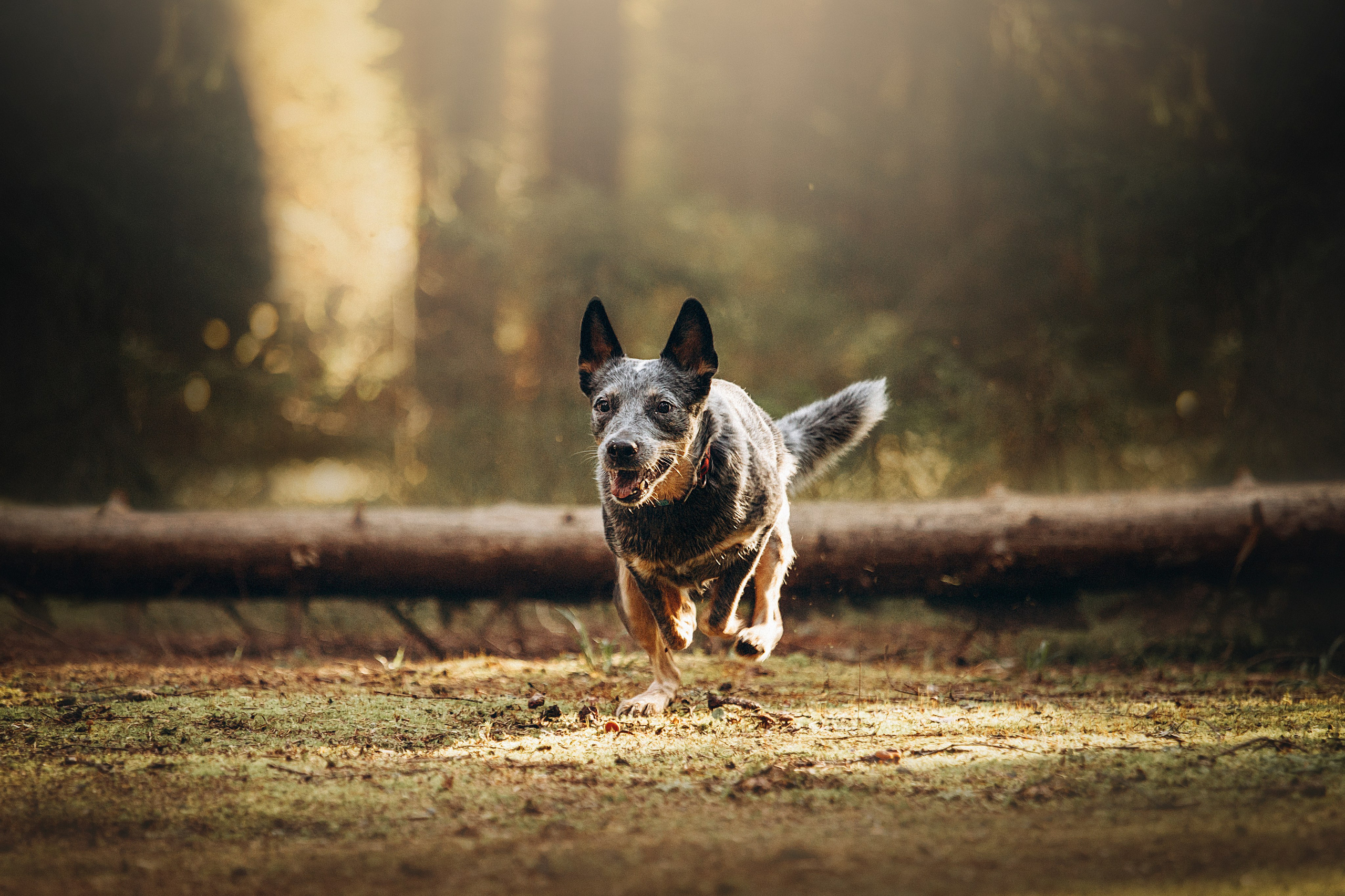 Оля и Мотечка. Фотограф — Анималист | Санкт-Петербург