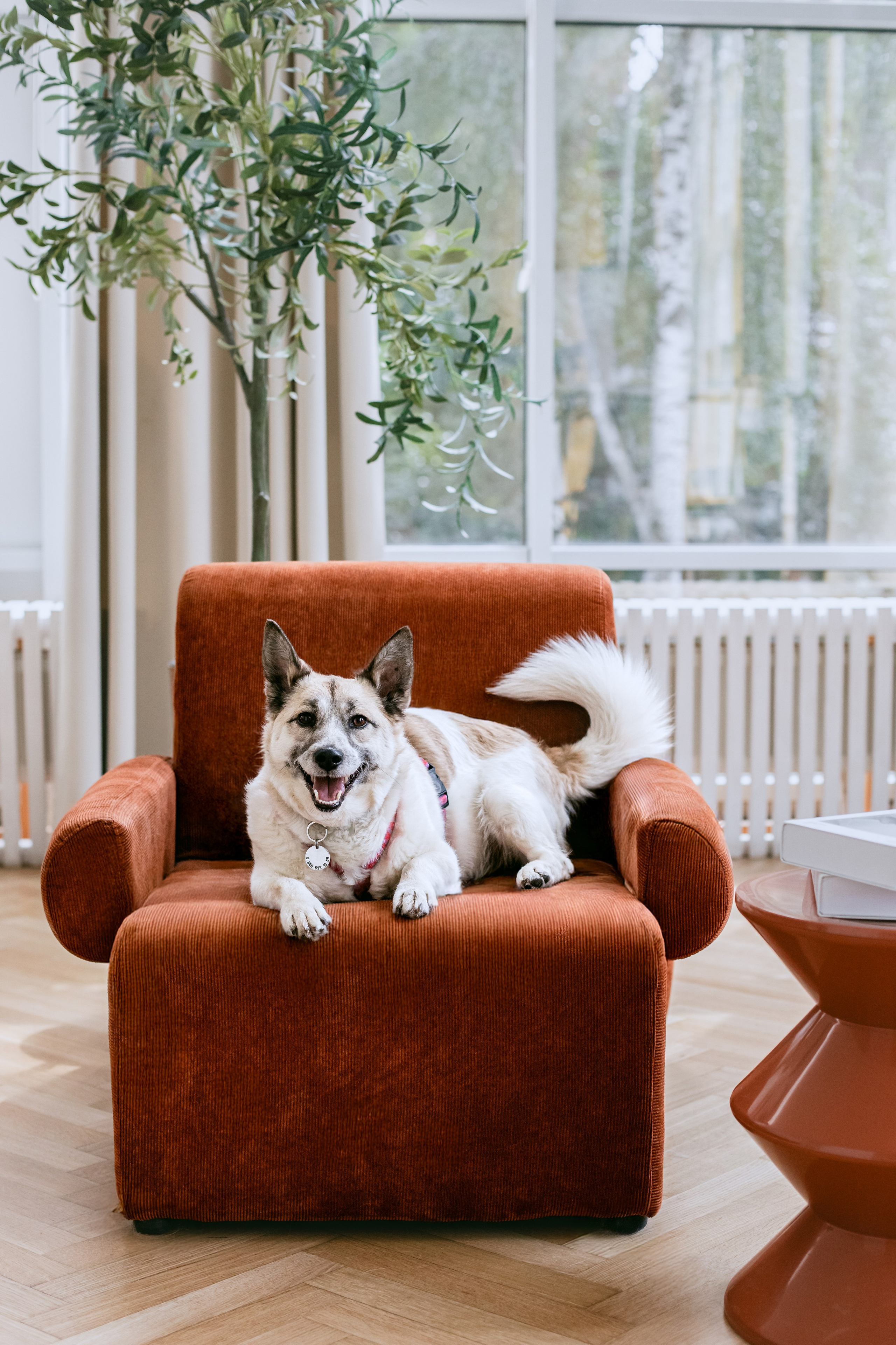 Студия лето 2025. Фотограф-анималист Татьяна Степанова