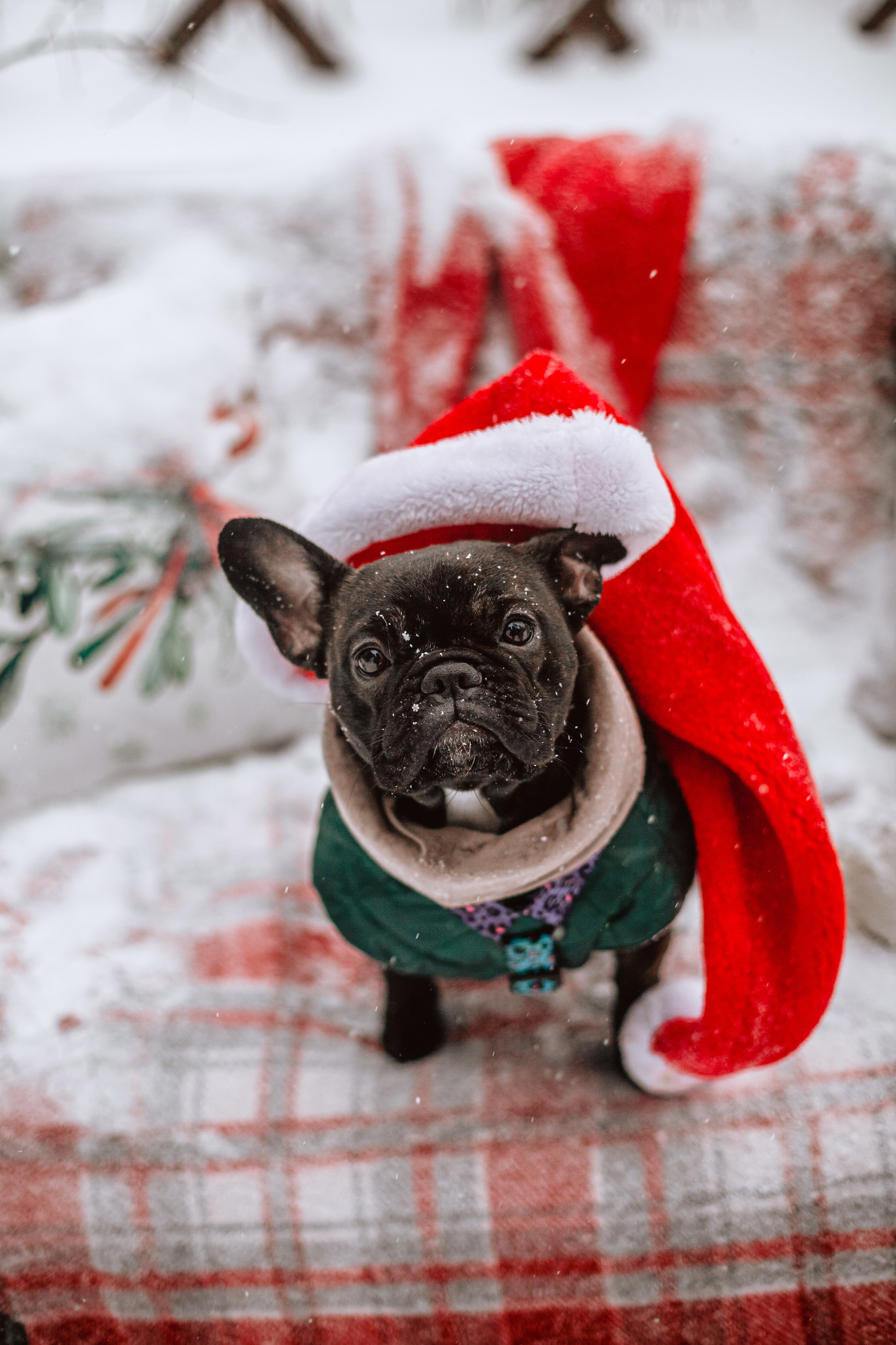 Кантри Хаус. Фотограф-анималист Татьяна Степанова