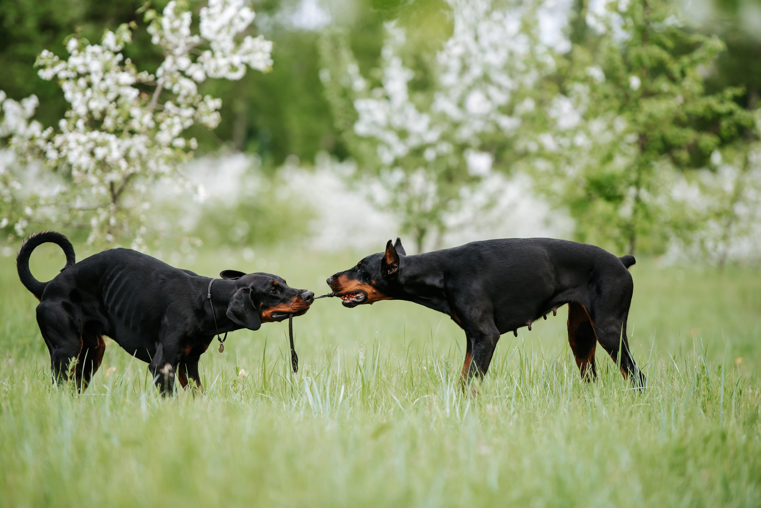 Цветение с доберманами. Фотограф Диана Оленина Красноярск / Братск