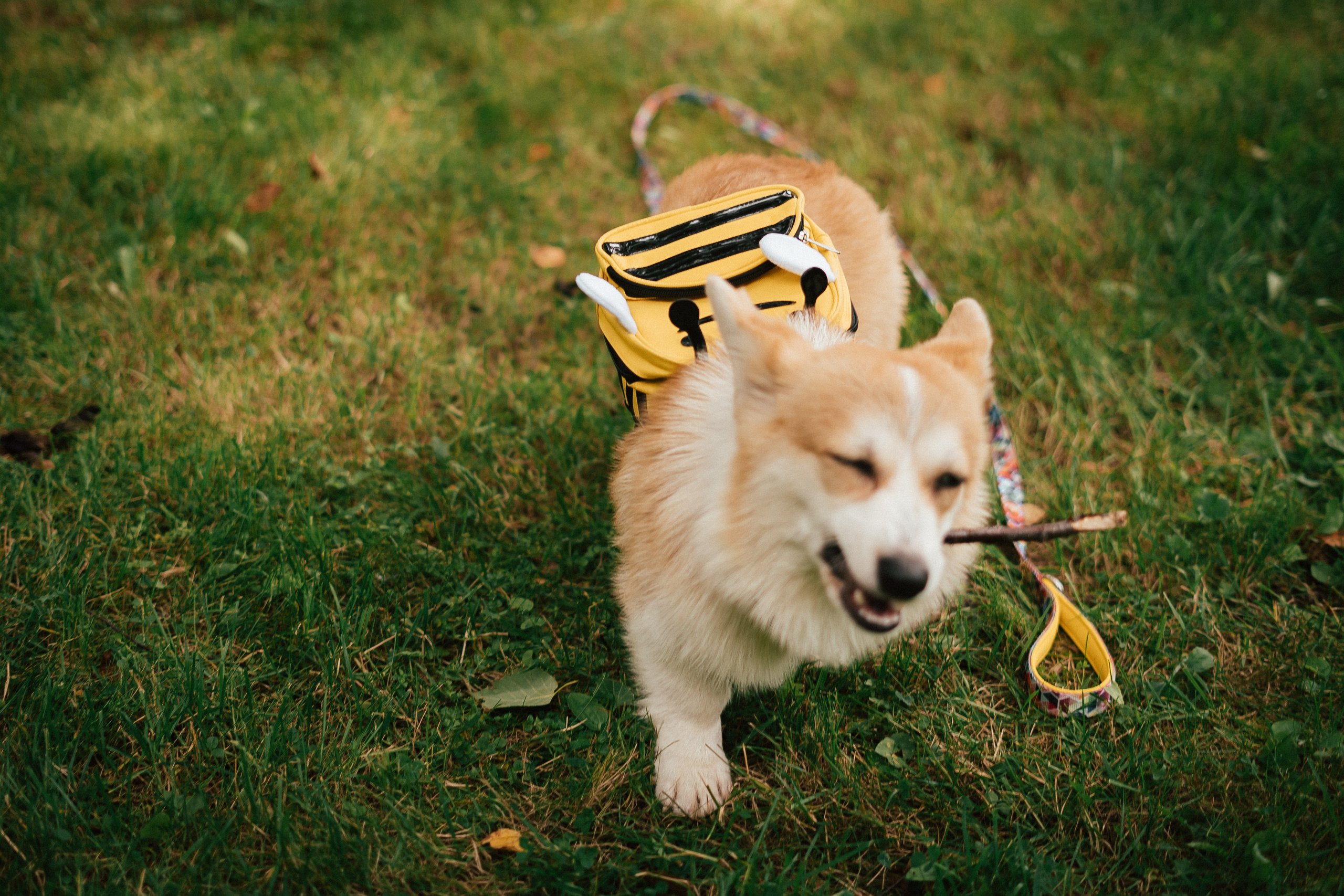 Фотосессия с собакой сахалин. Фотограф сахалин
