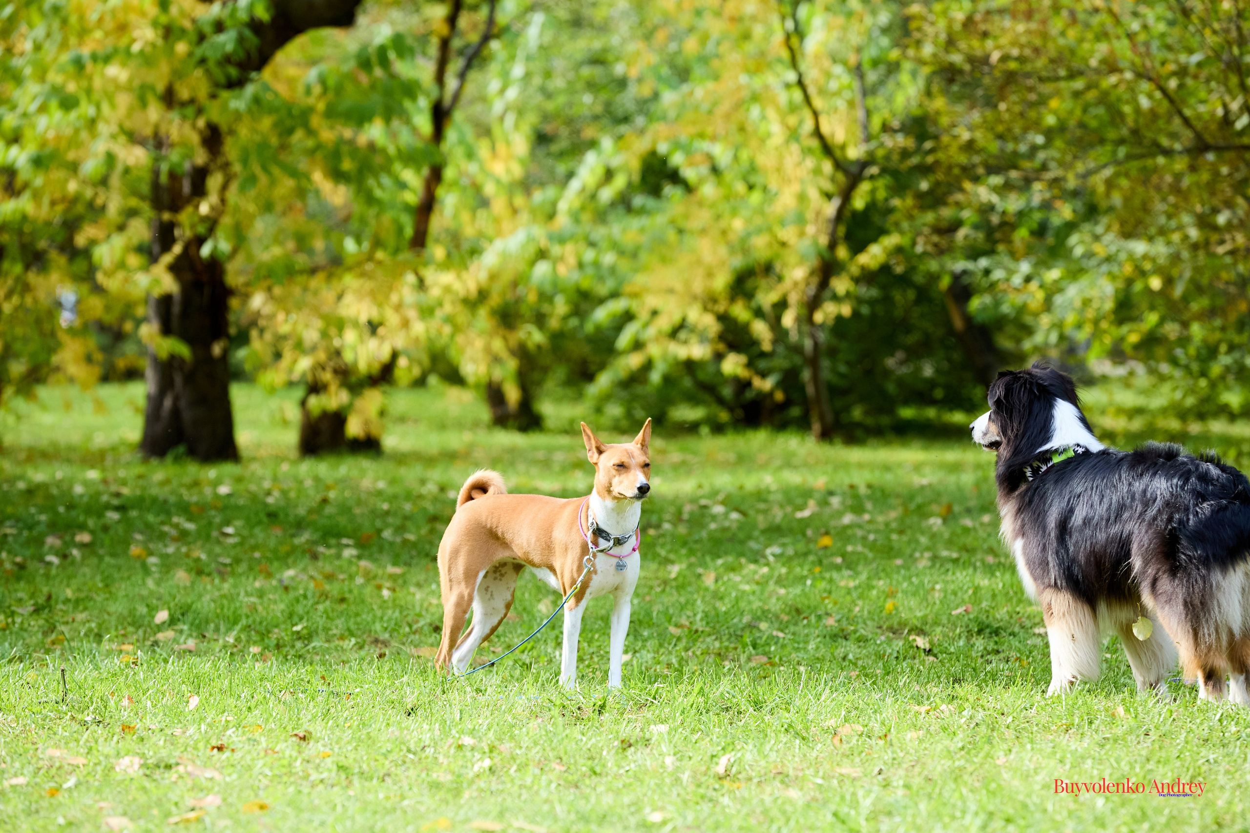 Басенджи и Аусси 21.09.2025. Buyvolenko Andrey