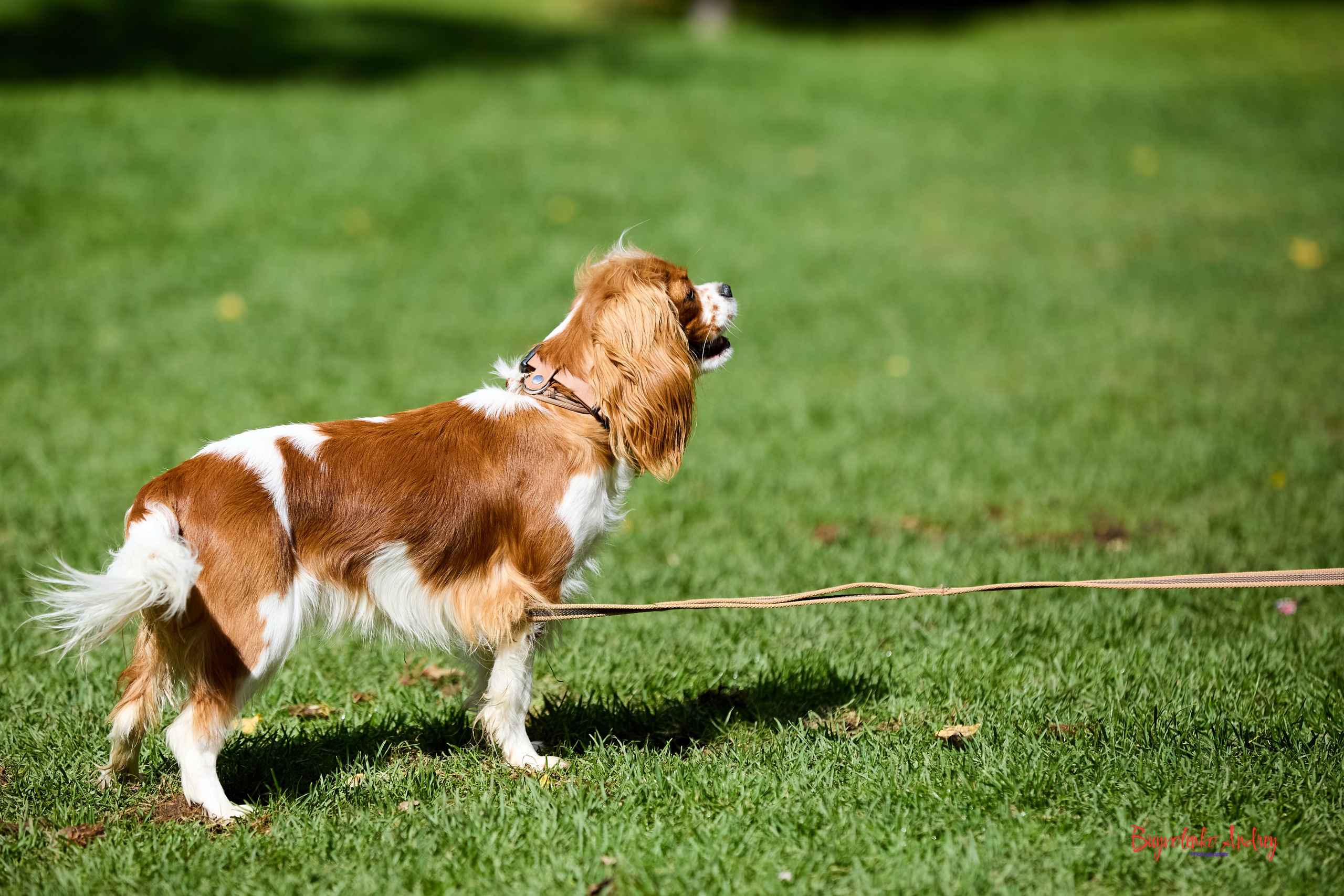 Фотопрогулка с кавалерами. Buyvolenko Andrey