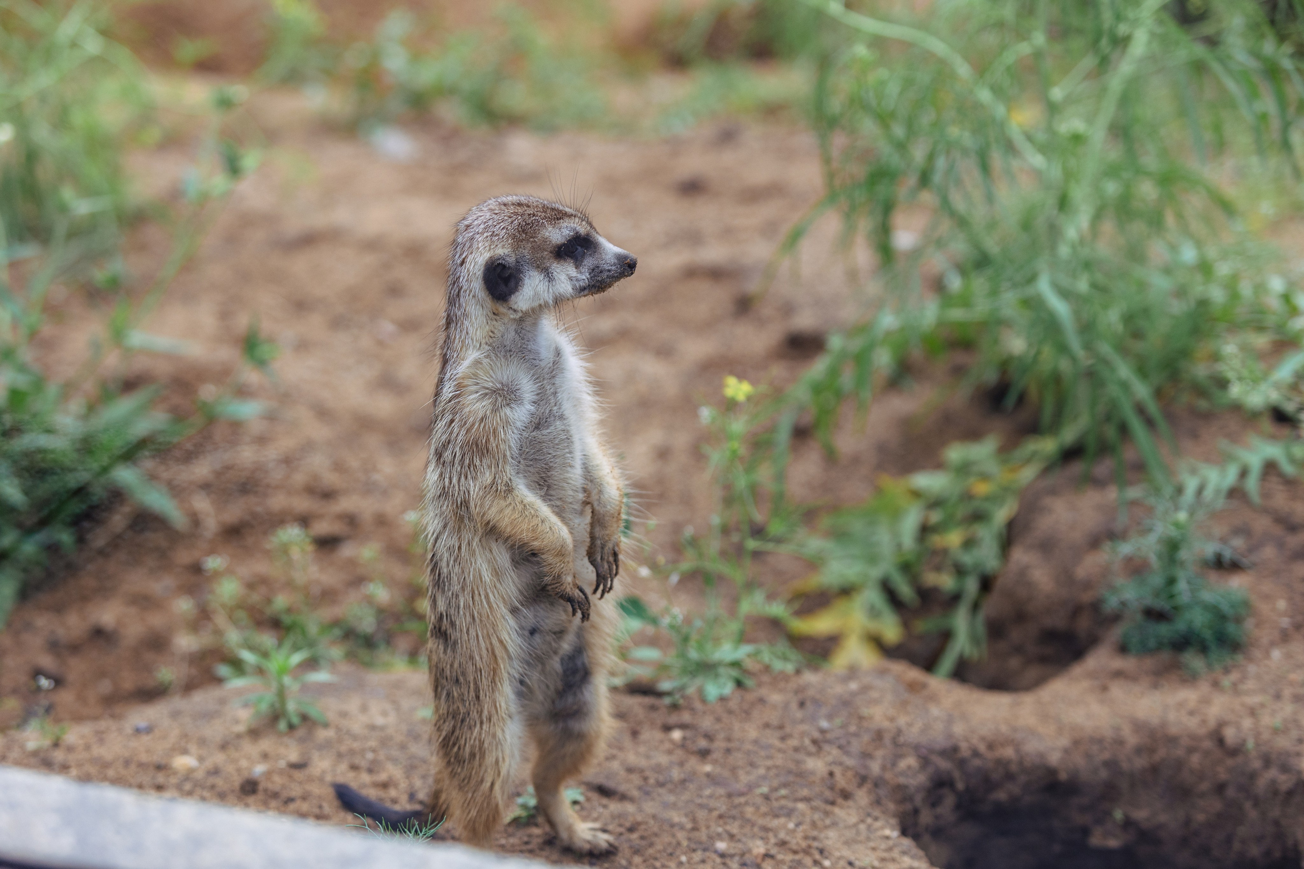 Московский зоопарк. Photographer Sonkina Tatiana (Tanya Ash)