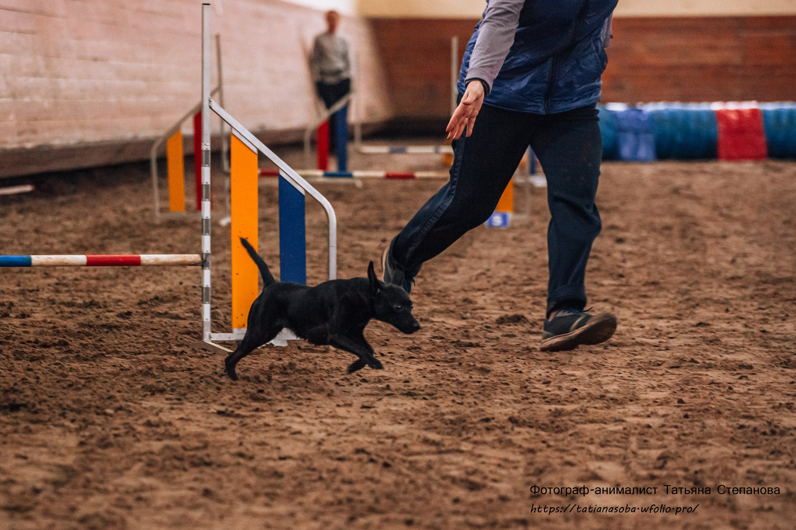 Соревнования по Аджилити 25.02.2024. Фотограф-анималист Татьяна Степанова