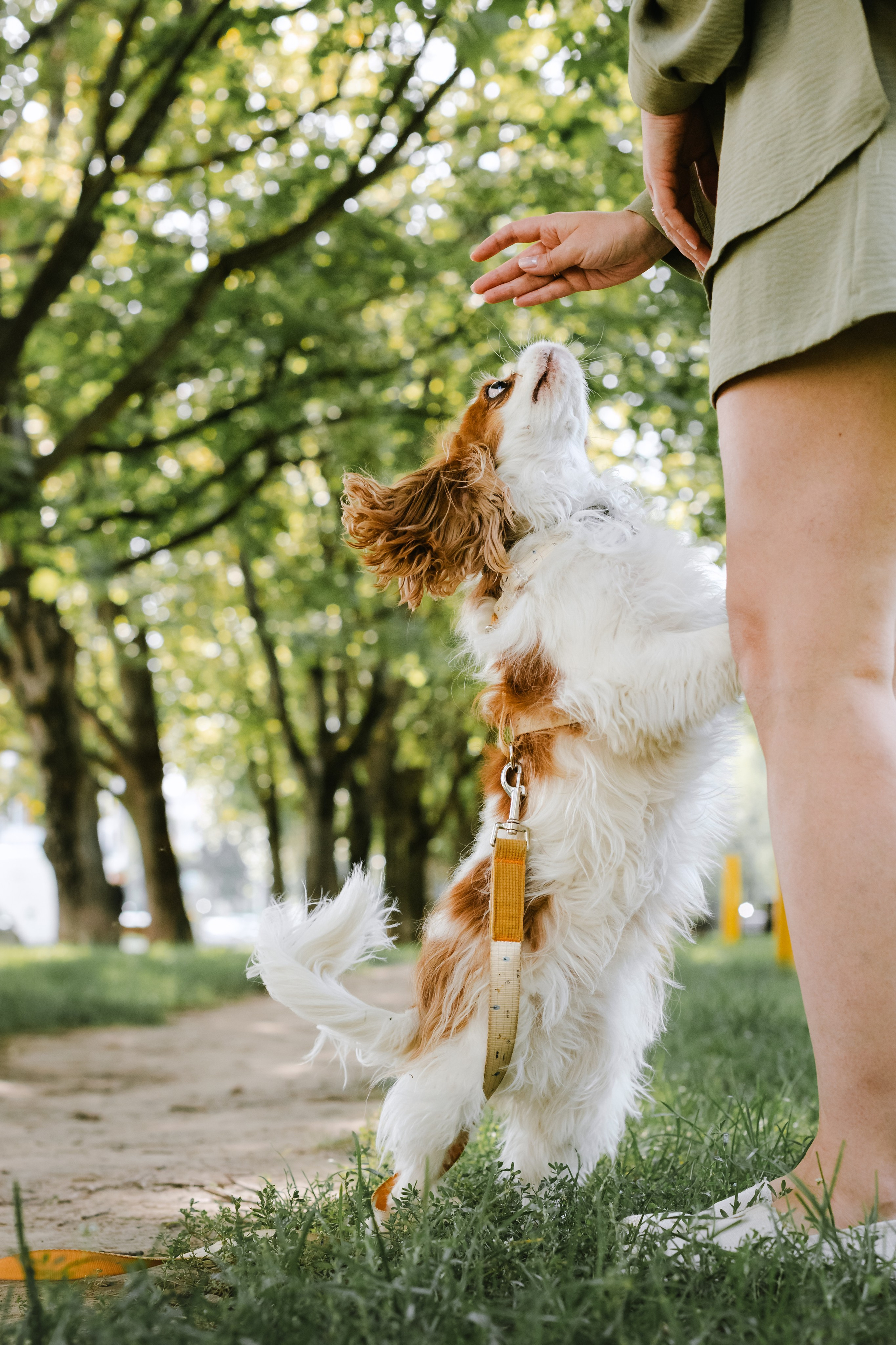 Фотопрогулка на бульваре. Фотограф-анималист Татьяна Степанова