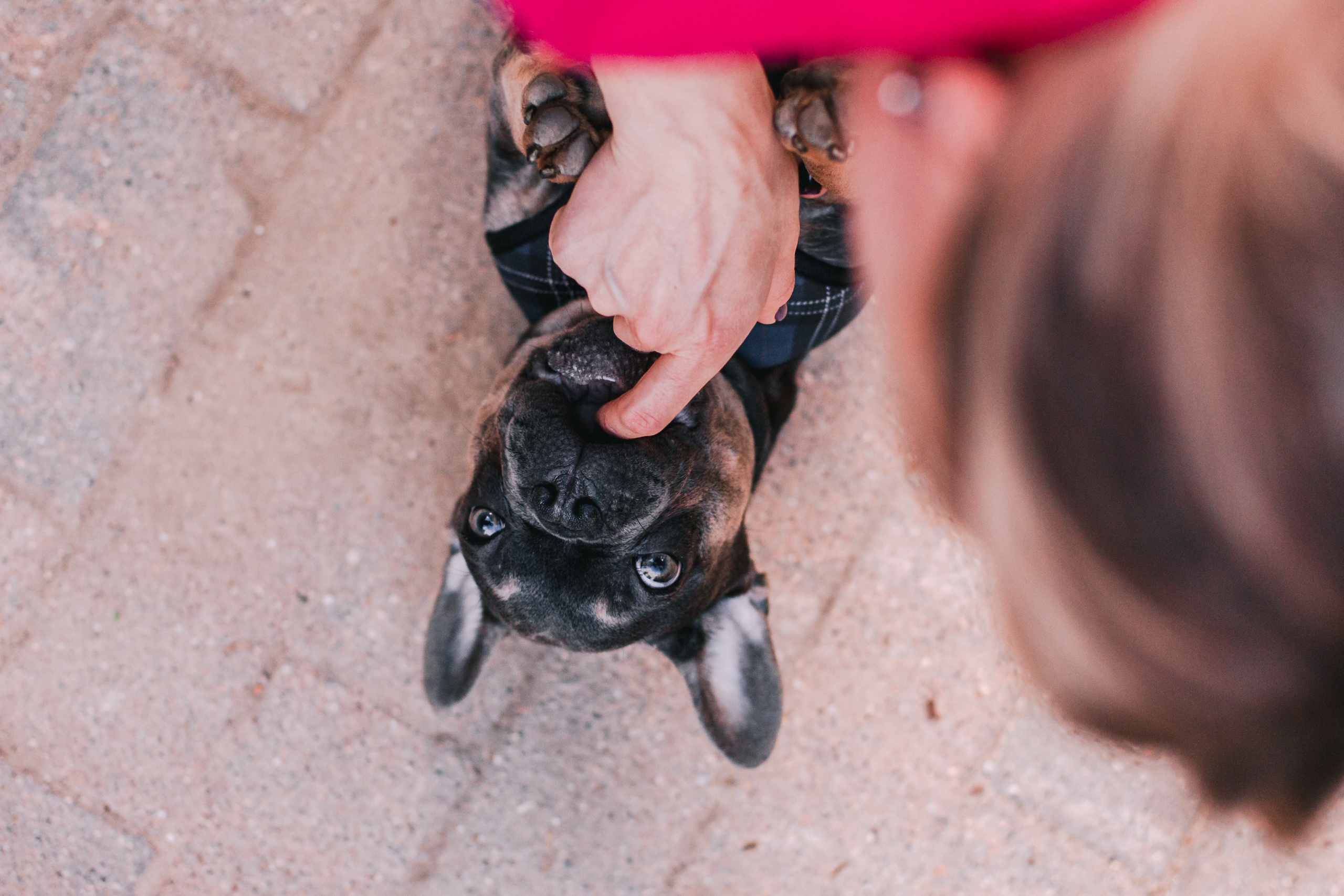 Даша и Мишель. Фотограф-анималист Татьяна Степанова