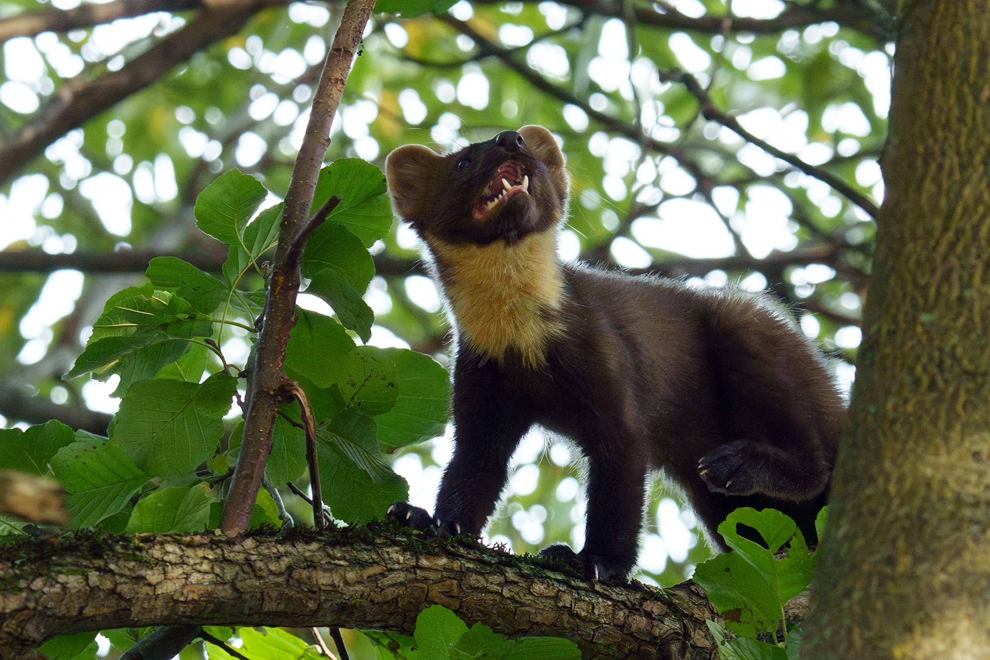 Животные. Ваш личный фотограф Марина Волкова