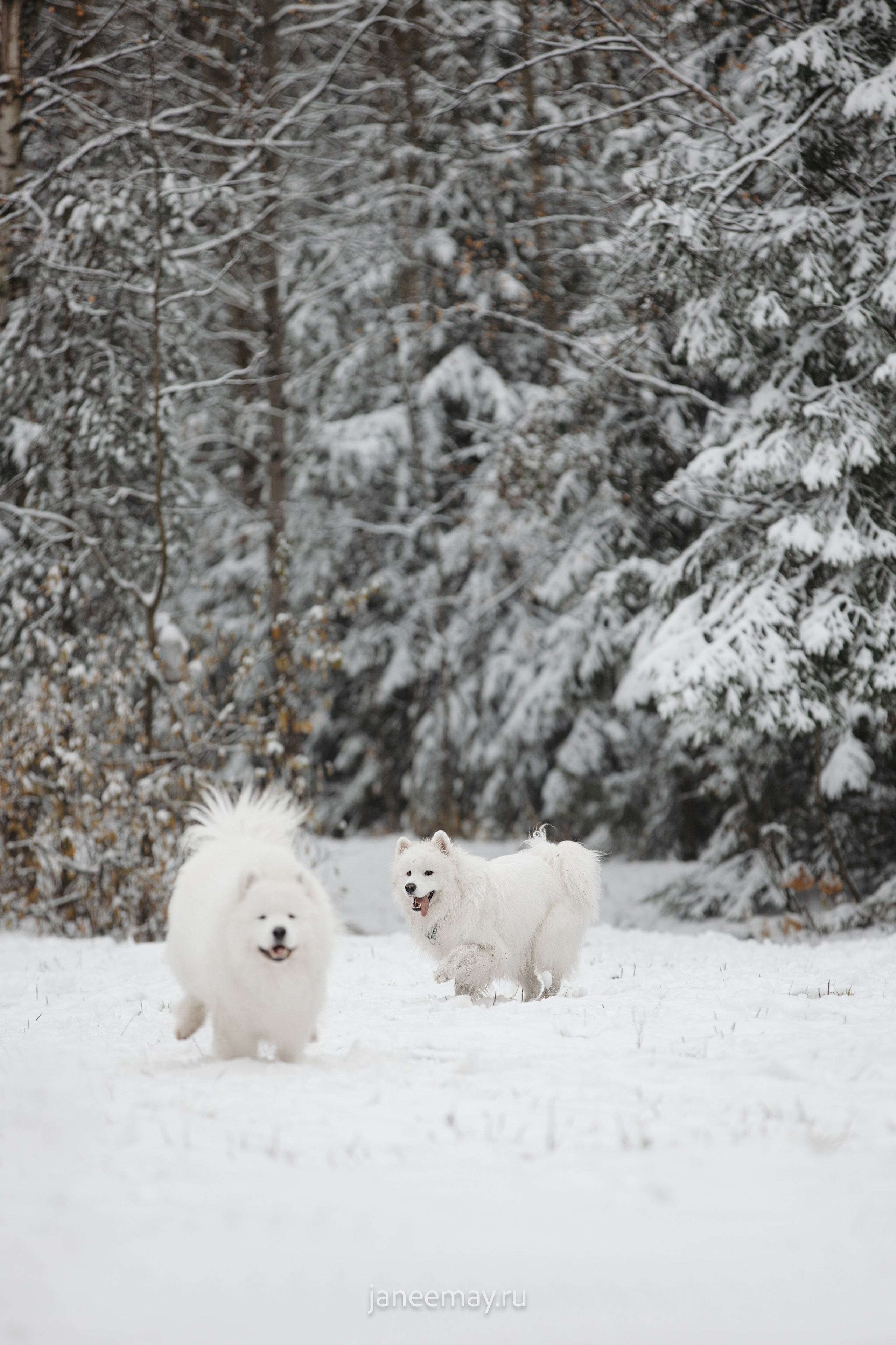 Фото собак, животных зимой. Фотограф анималист в Москве Майорова Евгения