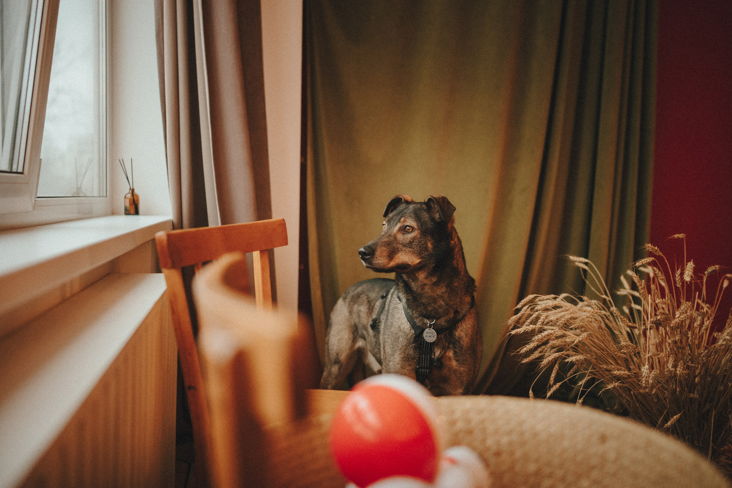 Забери домой друга