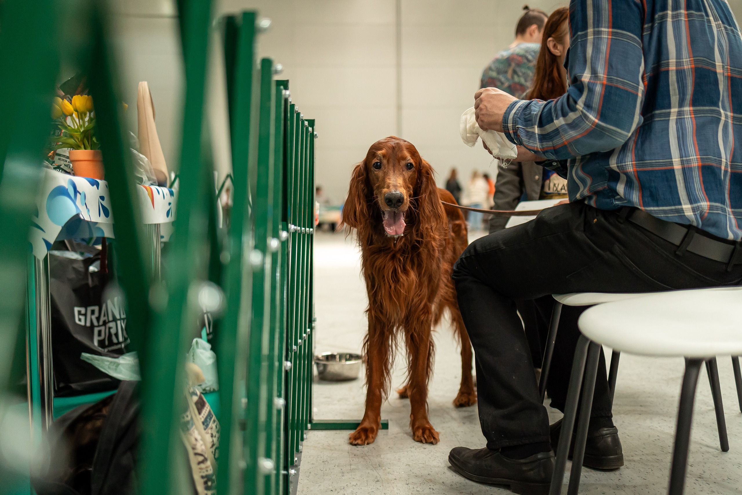 Выставка сеттеров 19.05.24