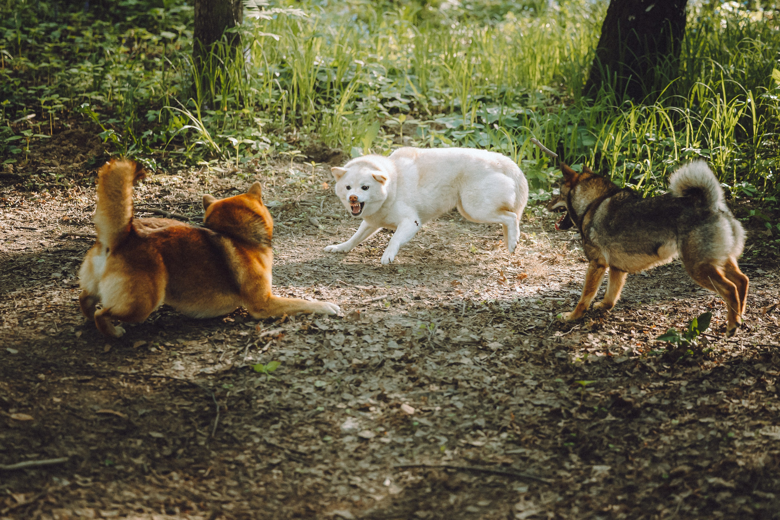 Шед, Цири, Чиби, Цера и их семья