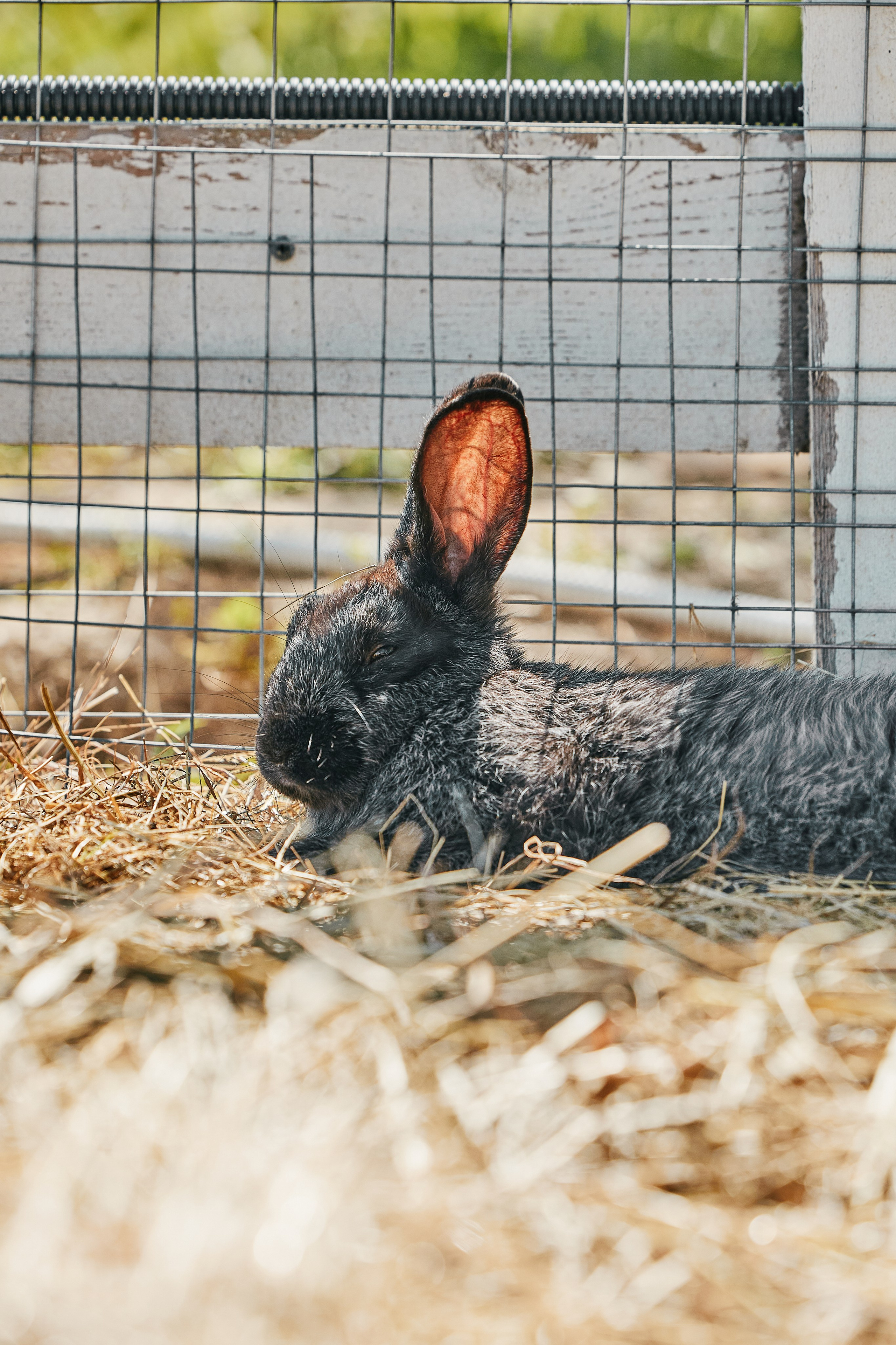 PRIVATE Weekend на Ферме Альпак 19.04. Свадебный репортажный фотограф краснодар максим дремов дрёмов фотосессия студия цена