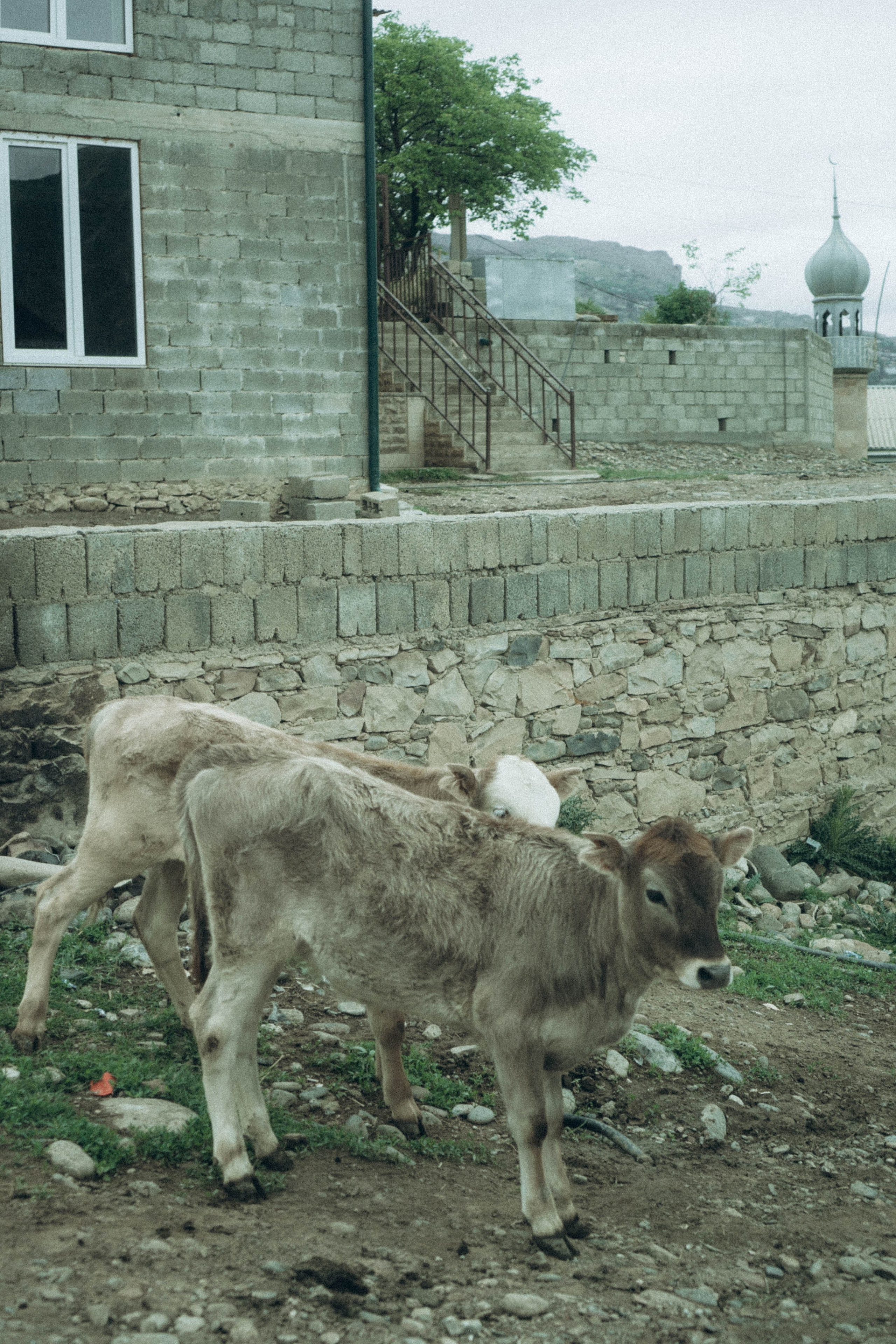 Кавказ. Профессиональный фотограф, Санкт-Петербург — Виктория Богомолова