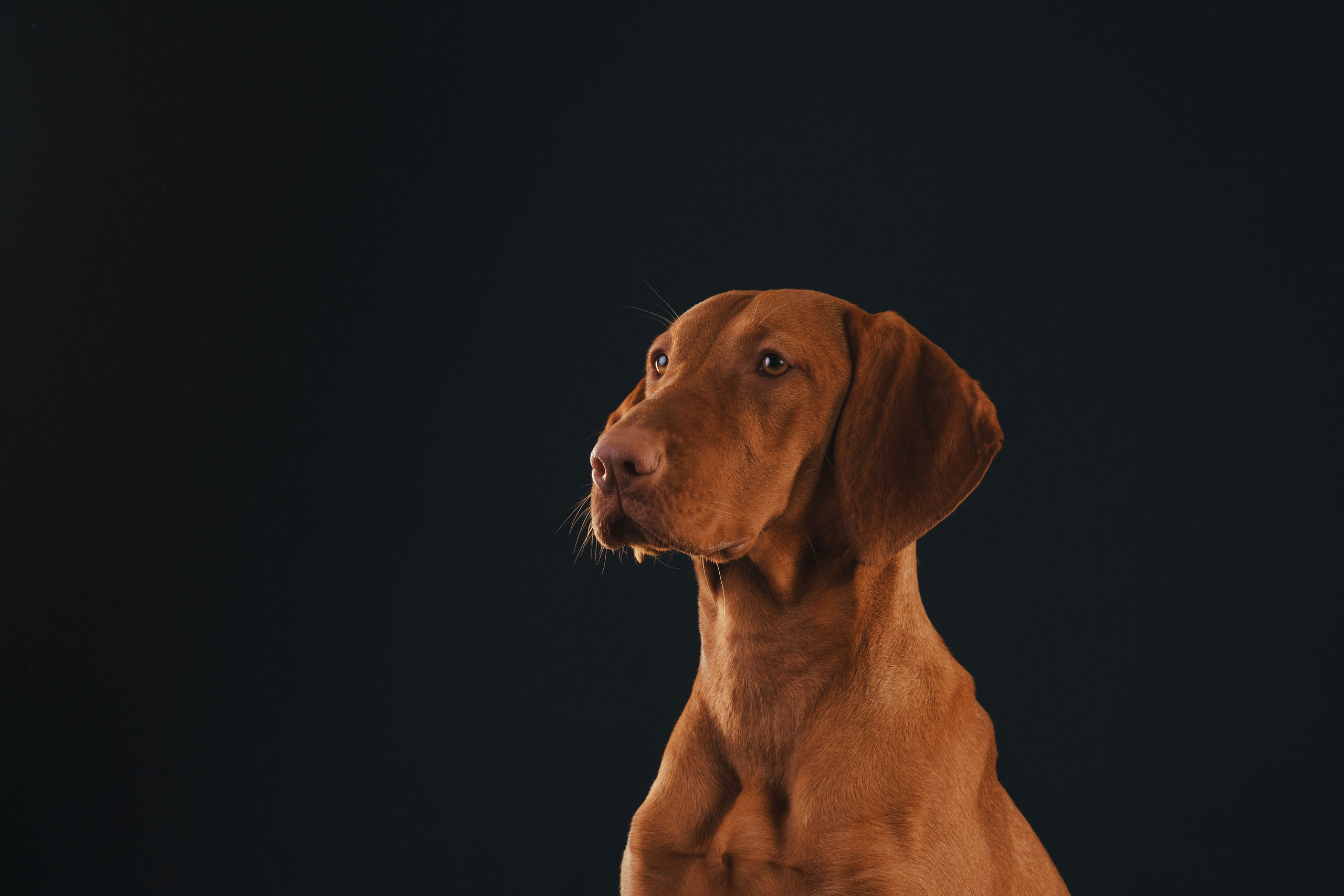 Выжла Гая. Фотограф анималист Осипчикова Мария