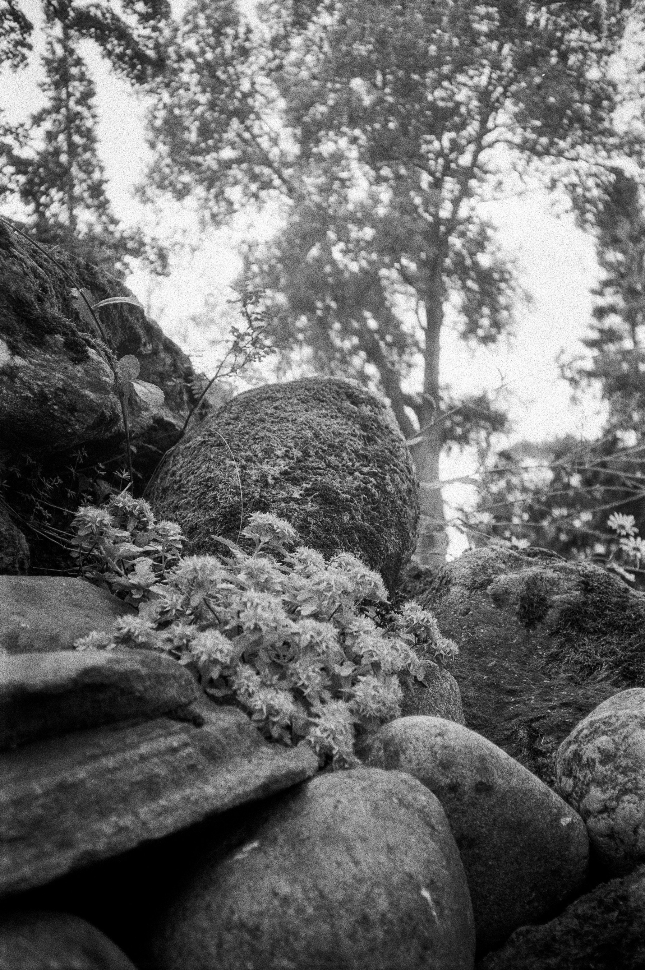 Остров Коневец / Revue 35CC / Kodak XX