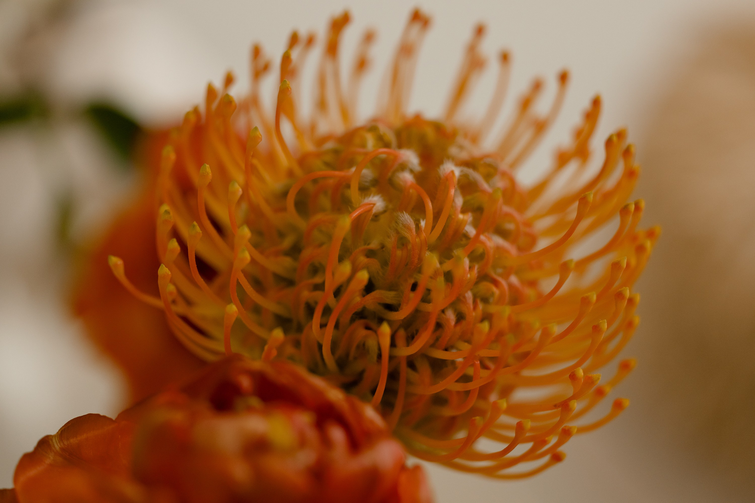 8 лет спустя. Миленина Юлия Свадебный и семейный фотограф в Краснодаре