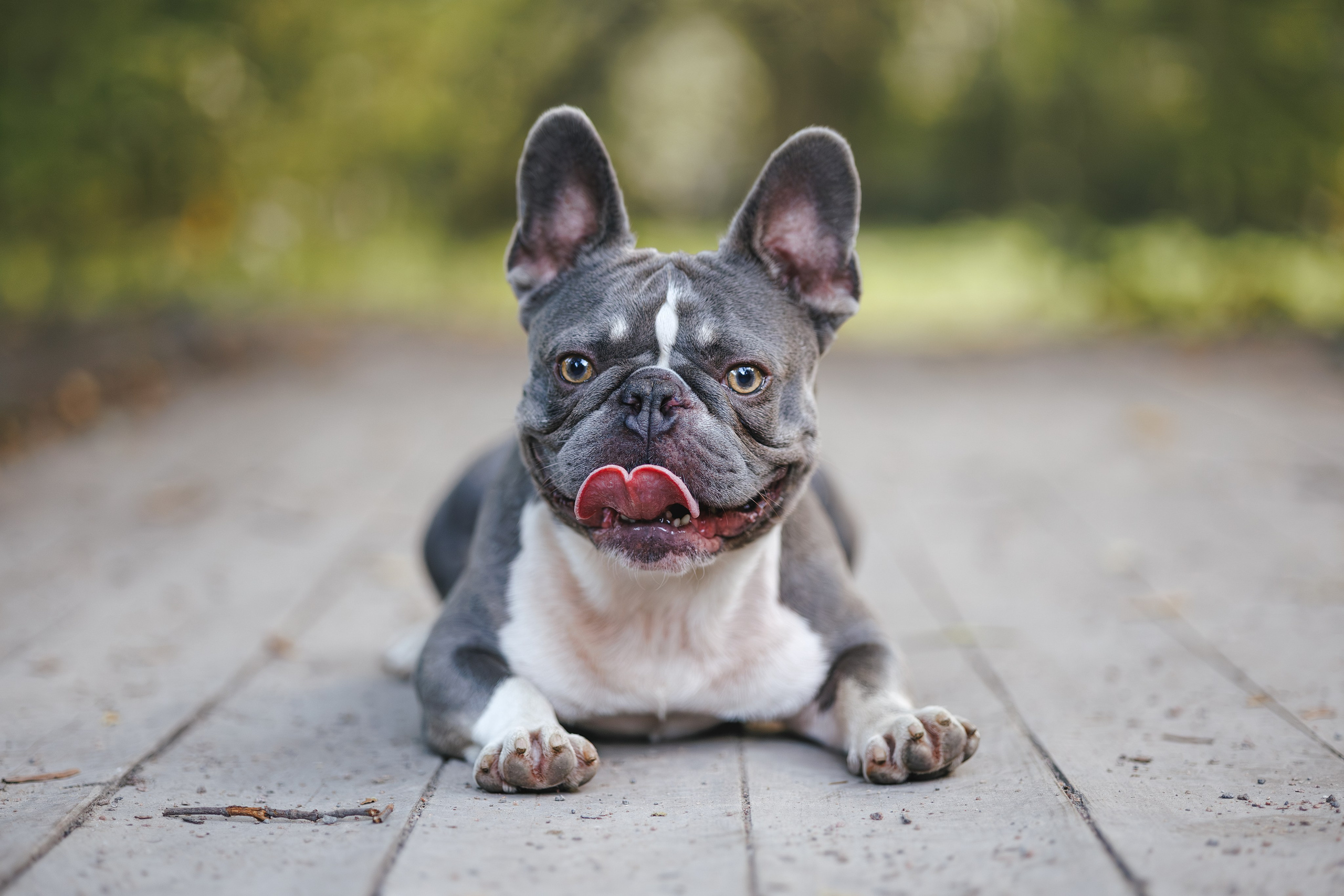 Французский Бульдог в Воронцовском парке (в обработке). Фотограф Анималист в Москве Анастасия Жучкова