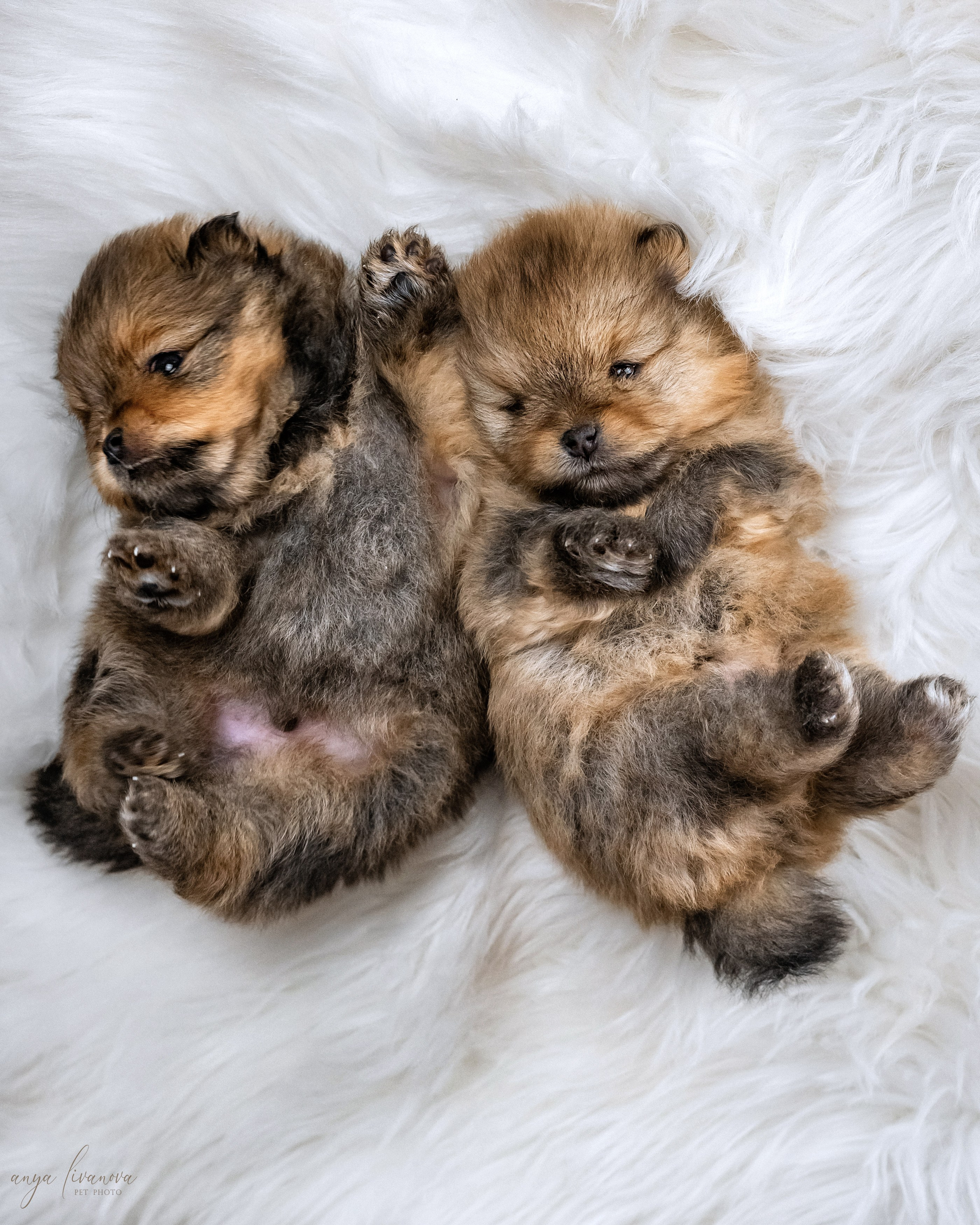 Шпицулики. Фотограф анималист Аня Ливанова | Рыбинск