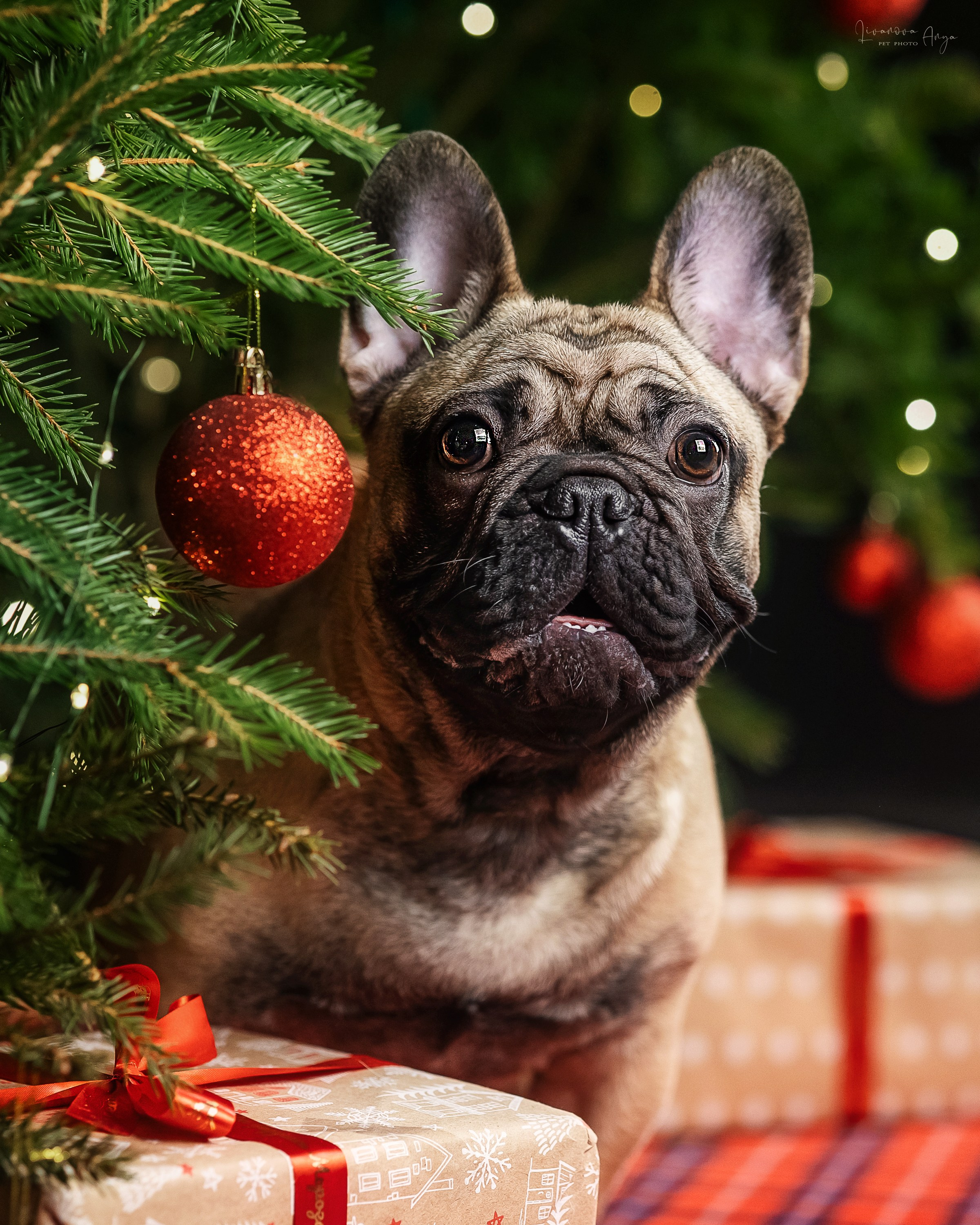 Фотодень_1 2025. Фотограф анималист Аня Ливанова | Рыбинск