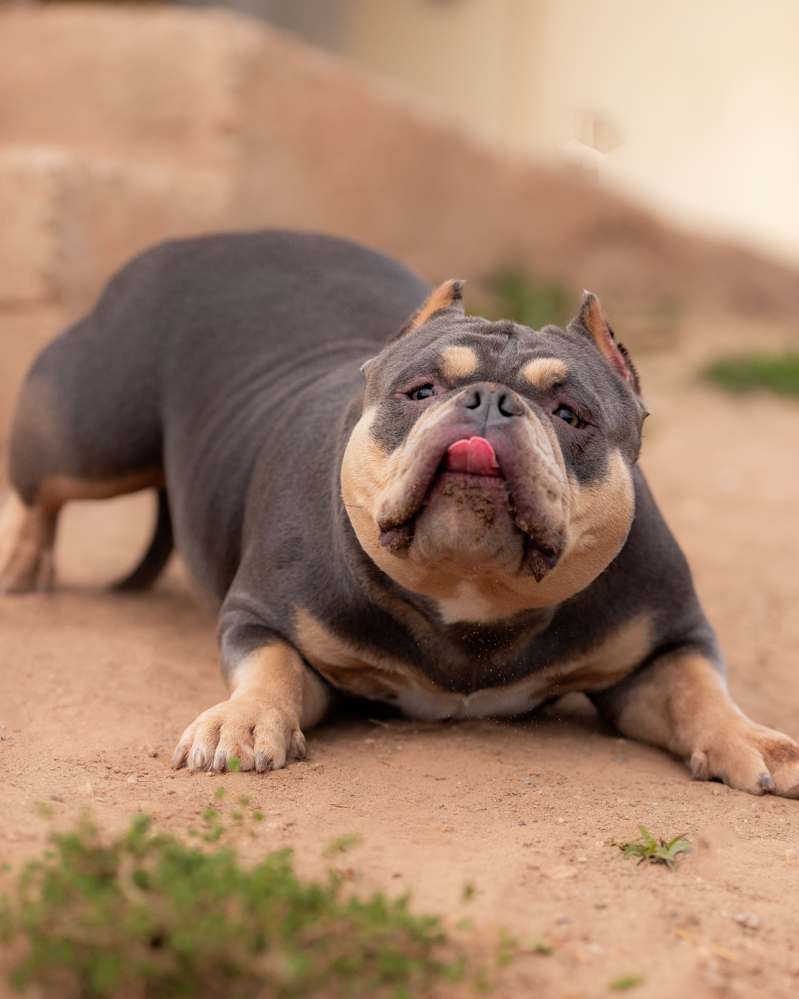 Наталья и булли. Фотограф Анималист в Перми Анастасия Остерман