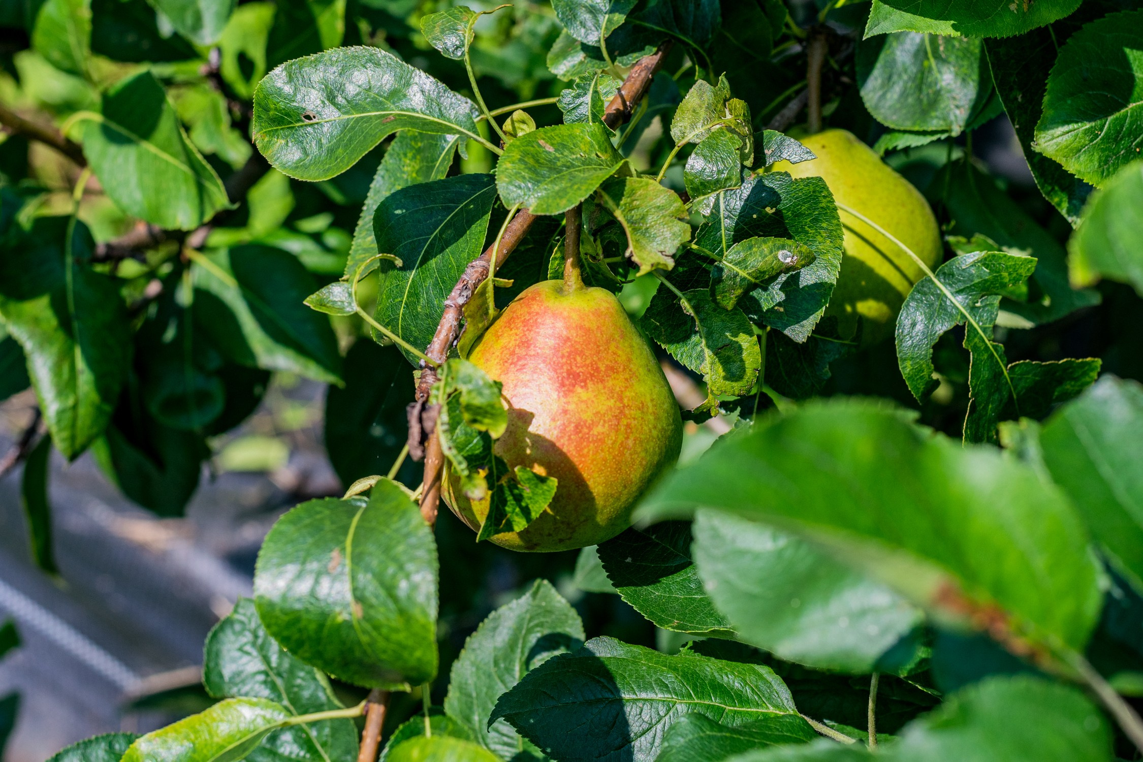 Антон Курдюмов фотограф в Хабаровске Рина Курдюмова фото27 foto27 Антон Дорофеев репортажный репортаж документалист Тони и Рина фотосоздатели Виноградники Хехцир 2024 Хабаровск виноград дикий фермер фермерство дачный сезон