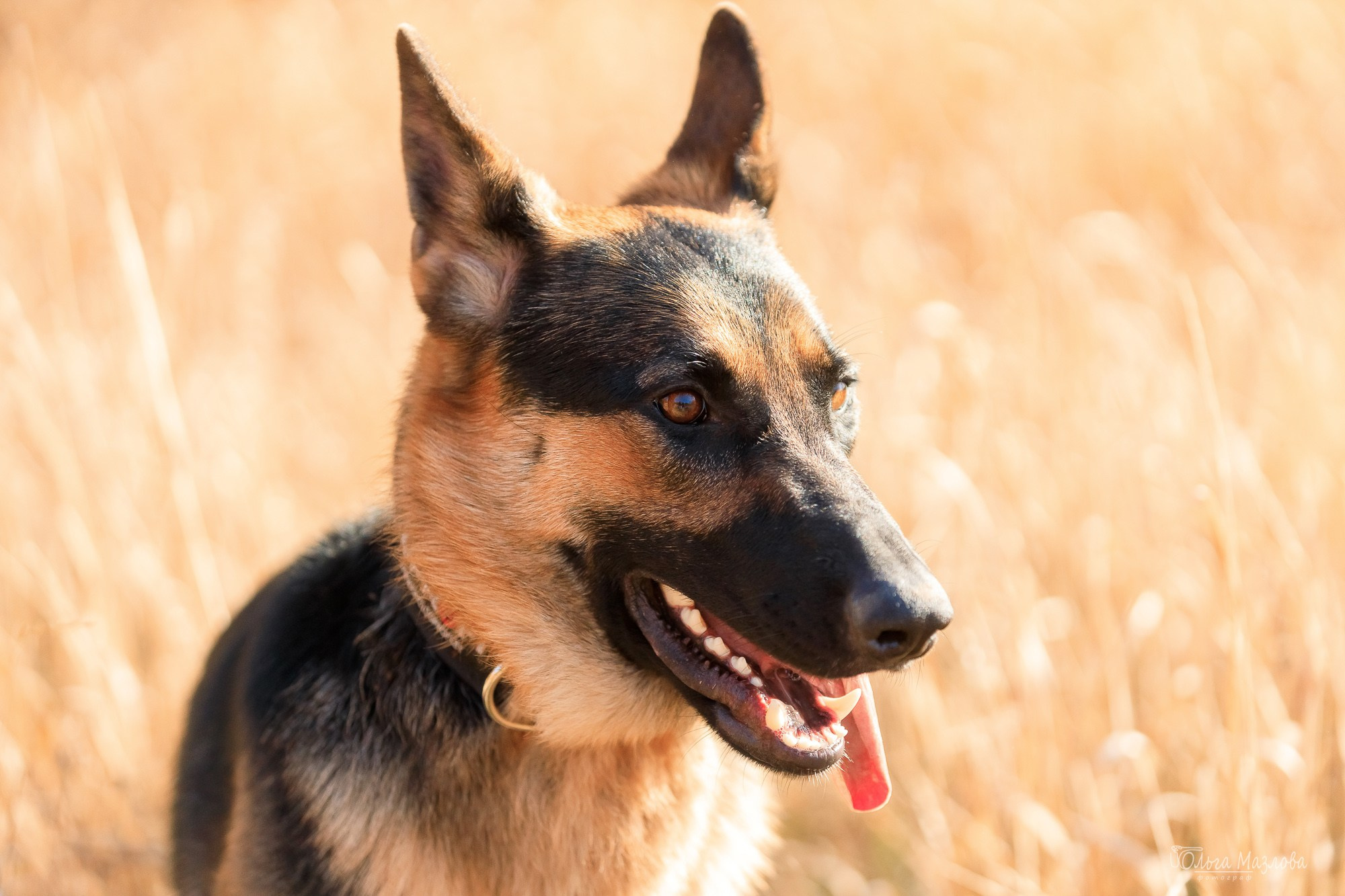 Наталья и Лекса. Фотограф в Саратове Ольга Мазлова