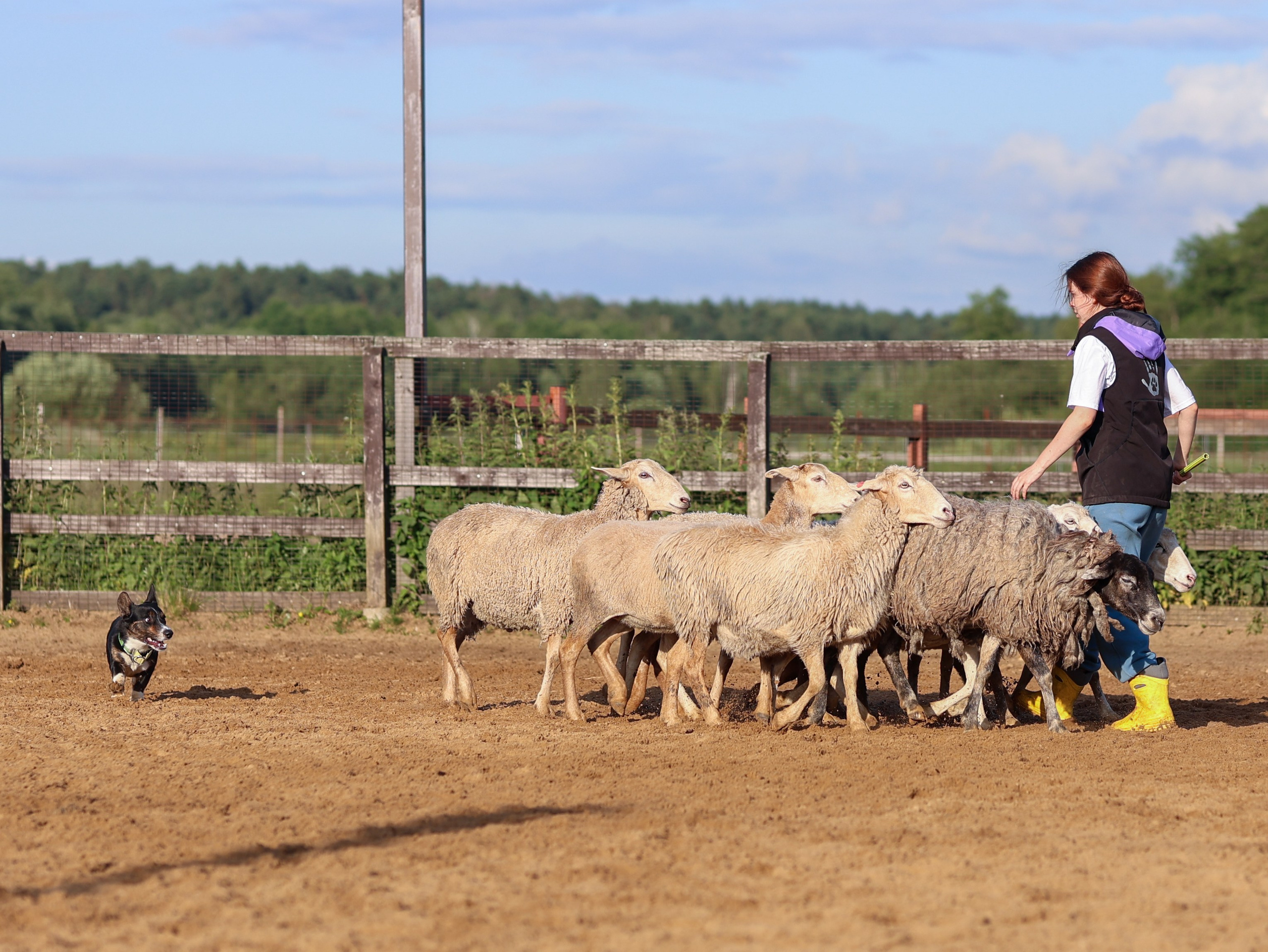 Пастьба. Фотограф-анималист в Москве Кириллова Татьяна