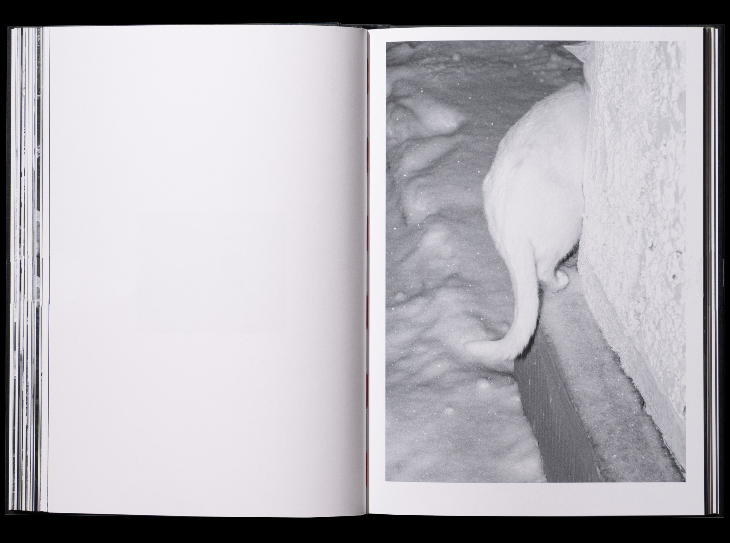 ОБЗОР АКТУАЛЬНЫХ ФОТОКНИГ: Porcelain and Wool. Самоорганизация Низина