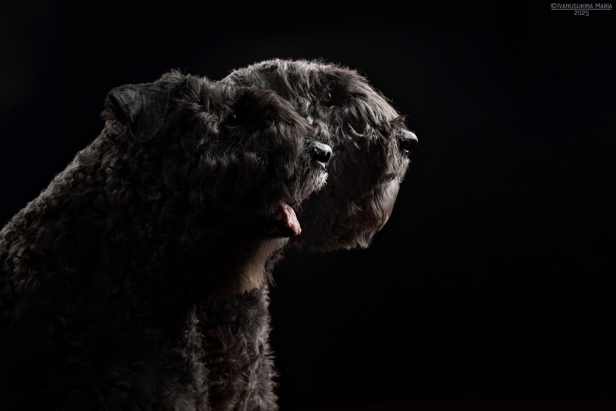 Фотосессия собаки в студии. Фотограф собак в Москве и Московской области Иванушкина Мария